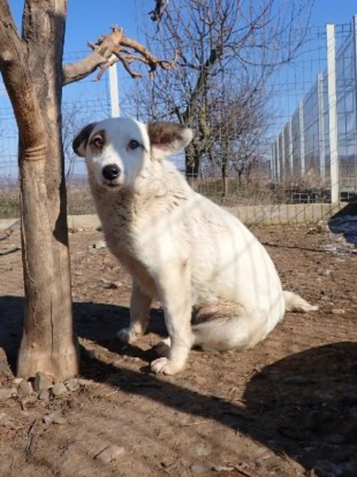 Adoption Shiny
