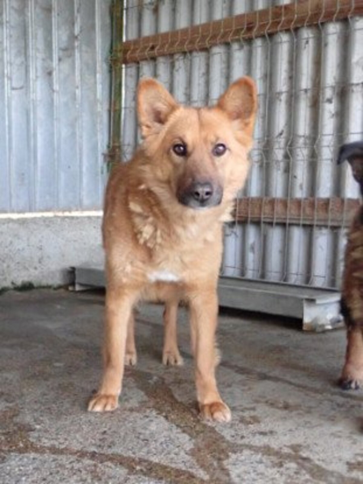 Adoption Shiory