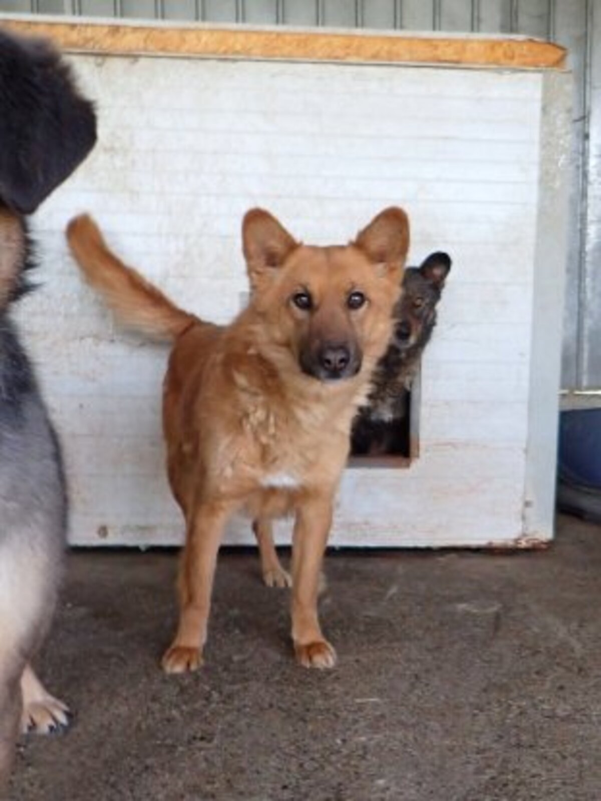 Adoption Shiory