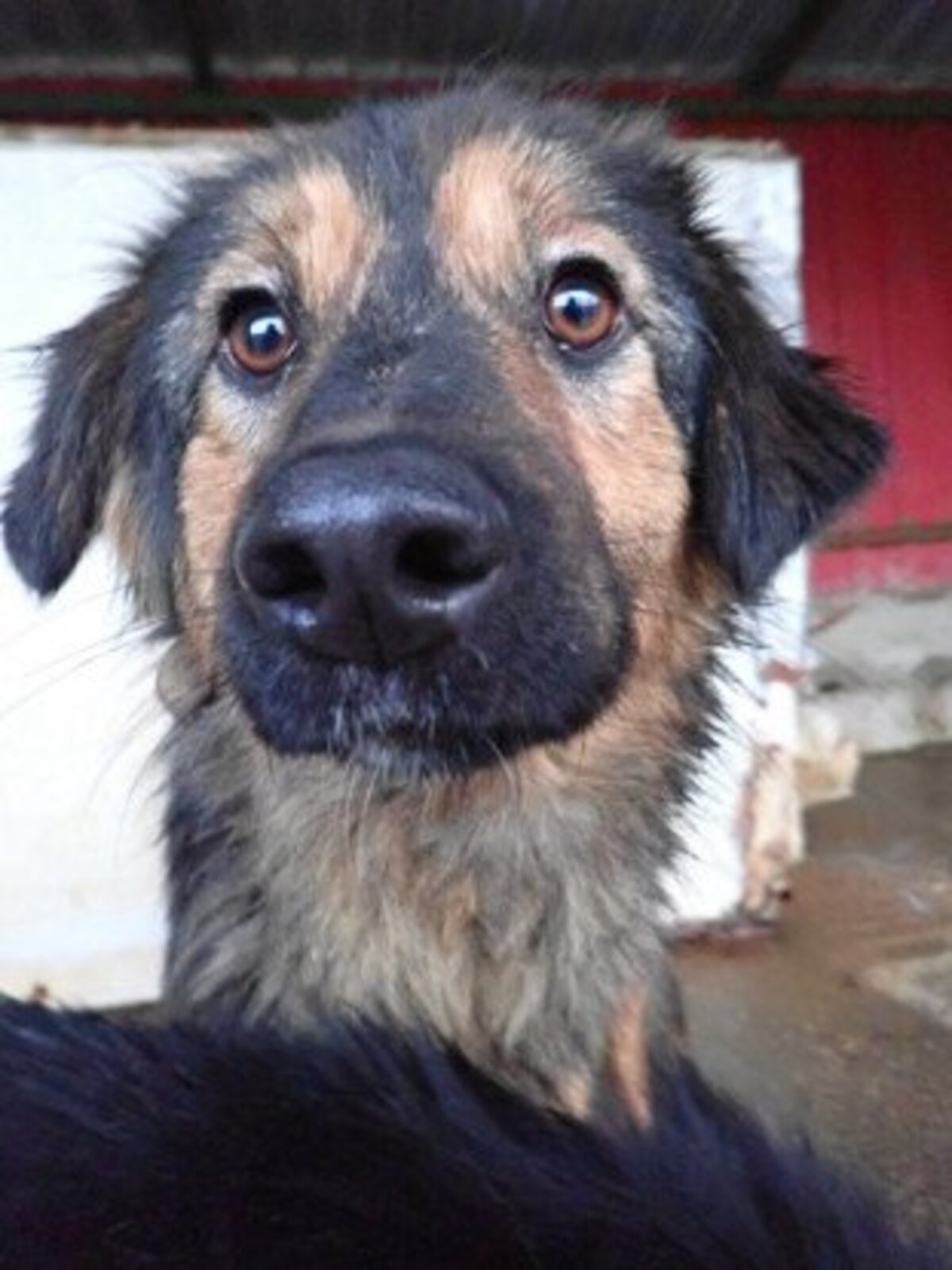 Adoption Shiraz