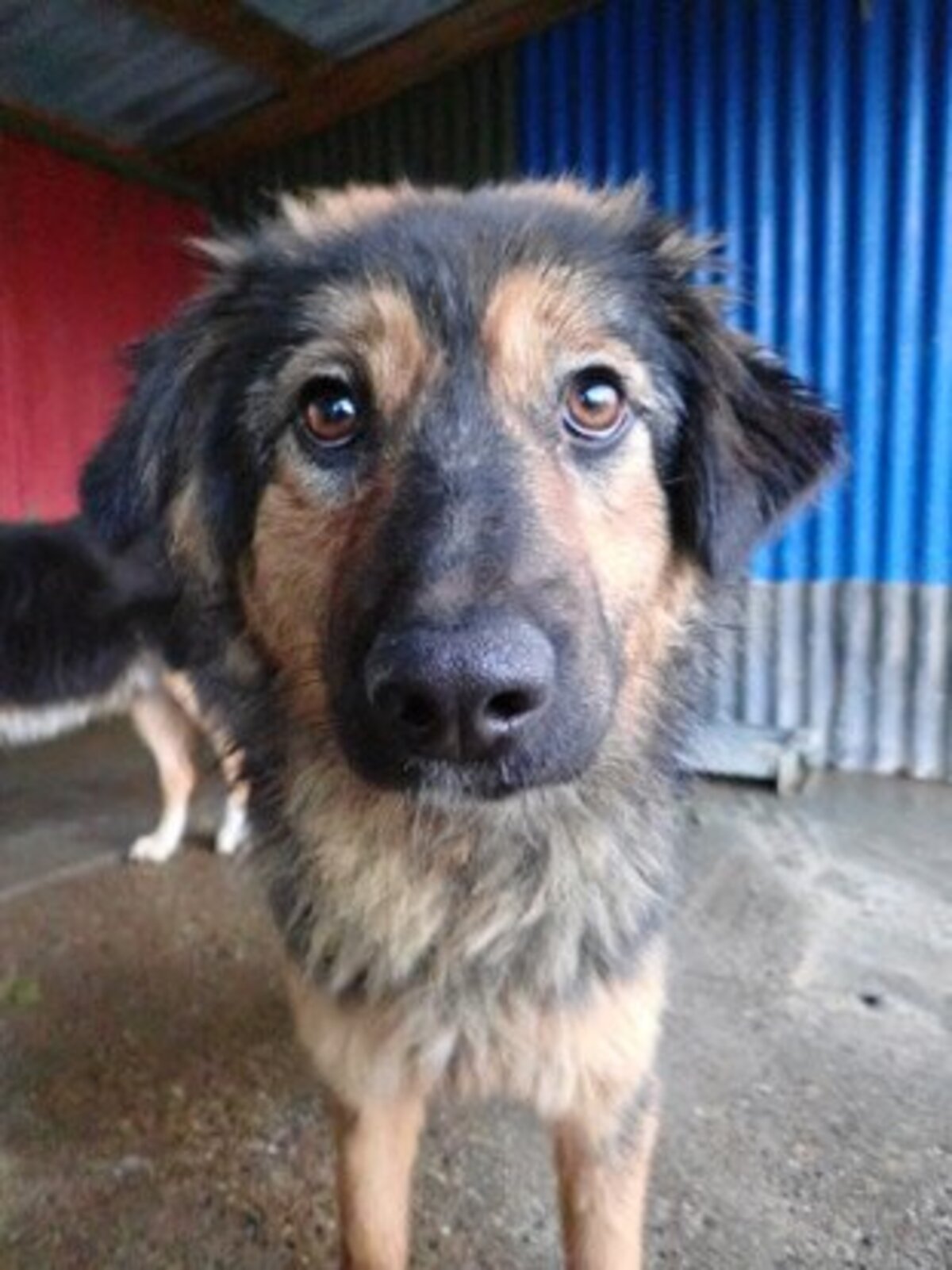 Adoption Shiraz