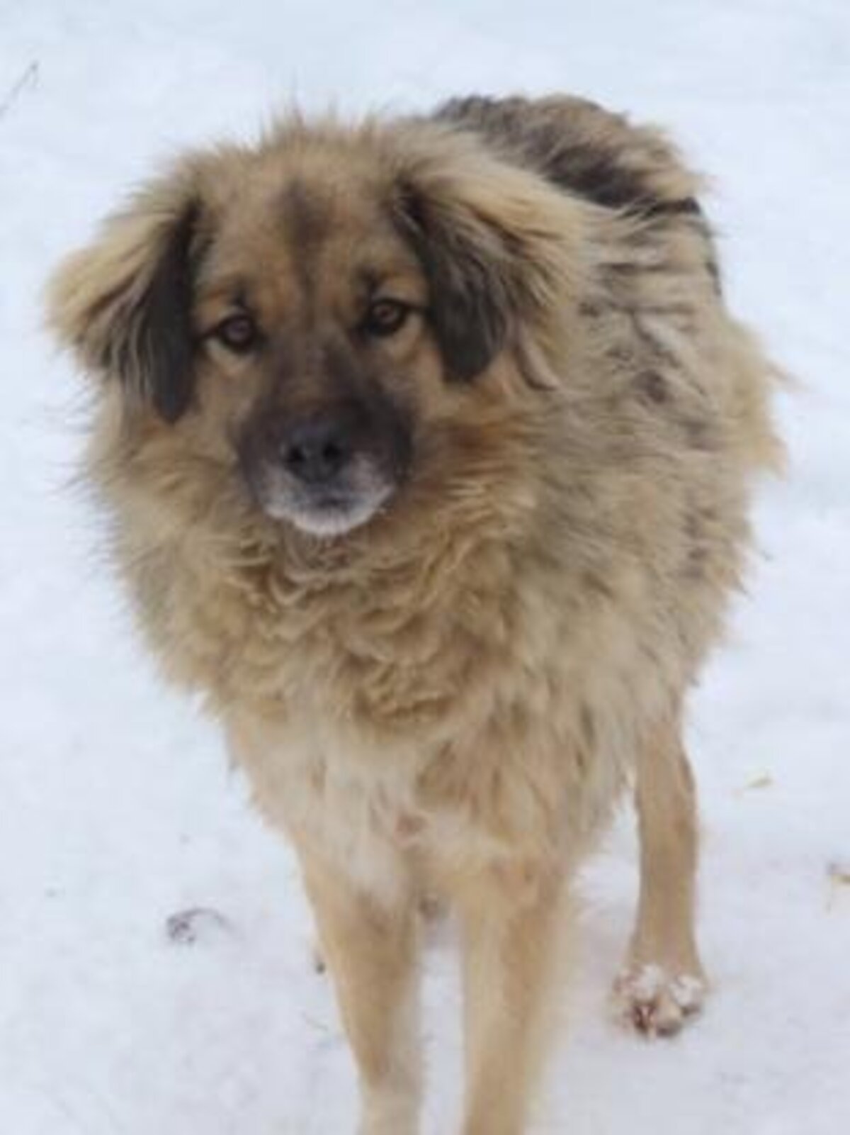 Adoption Shirin