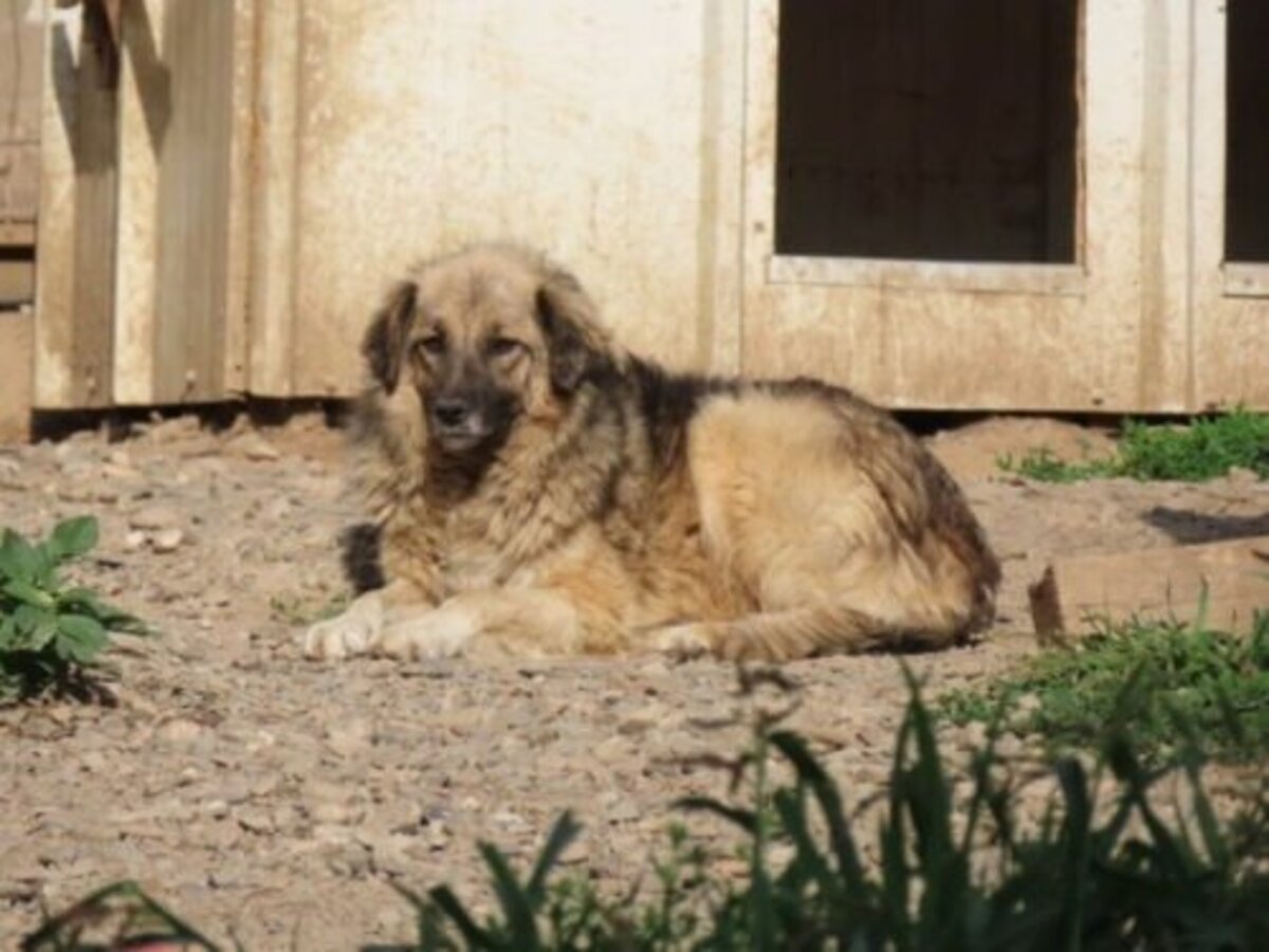 Adoption Shirin
