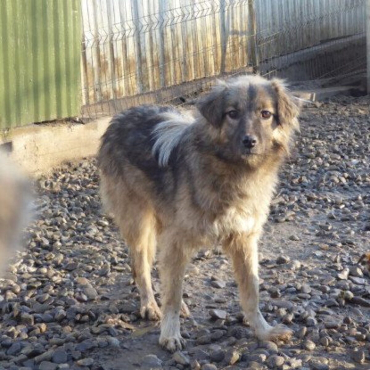 Adoption Shirin