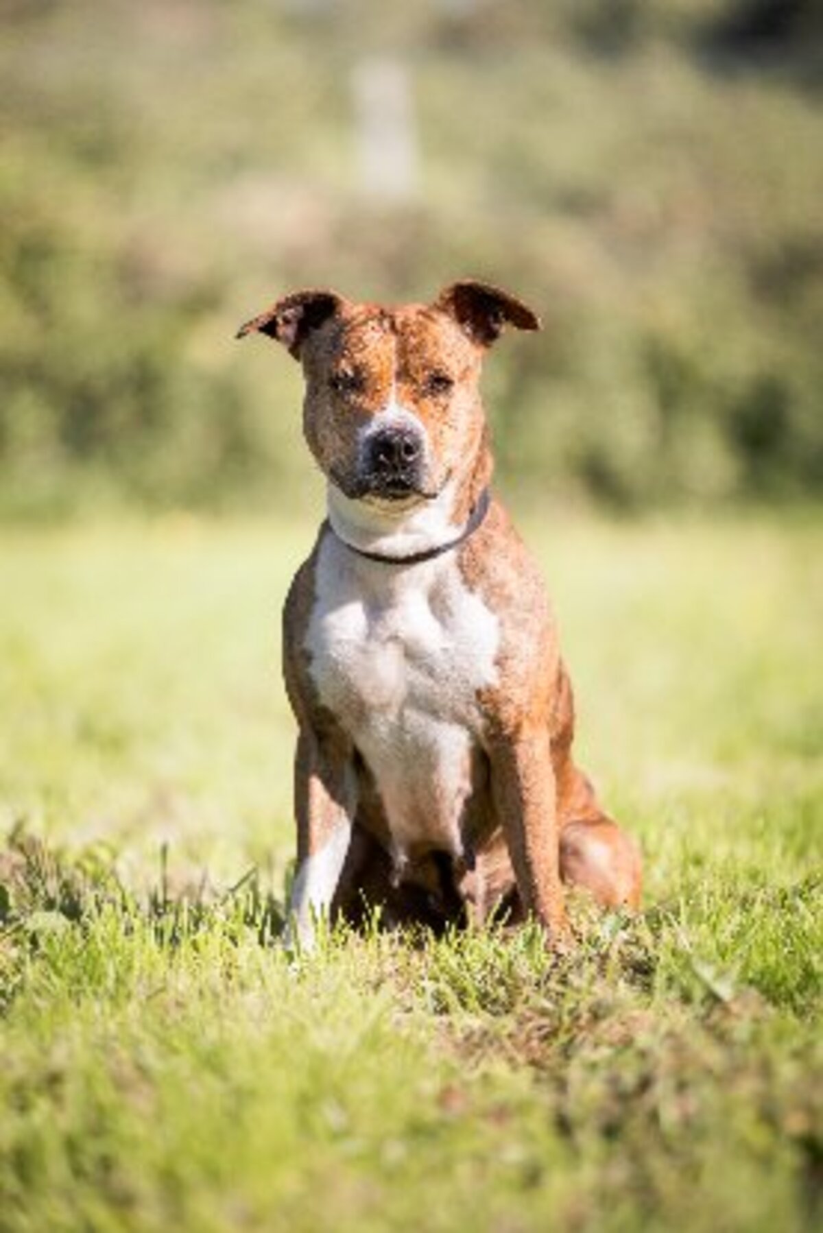 Adoption Shiva