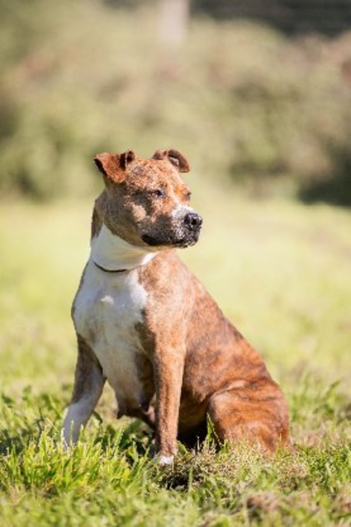 Adoption Shiva