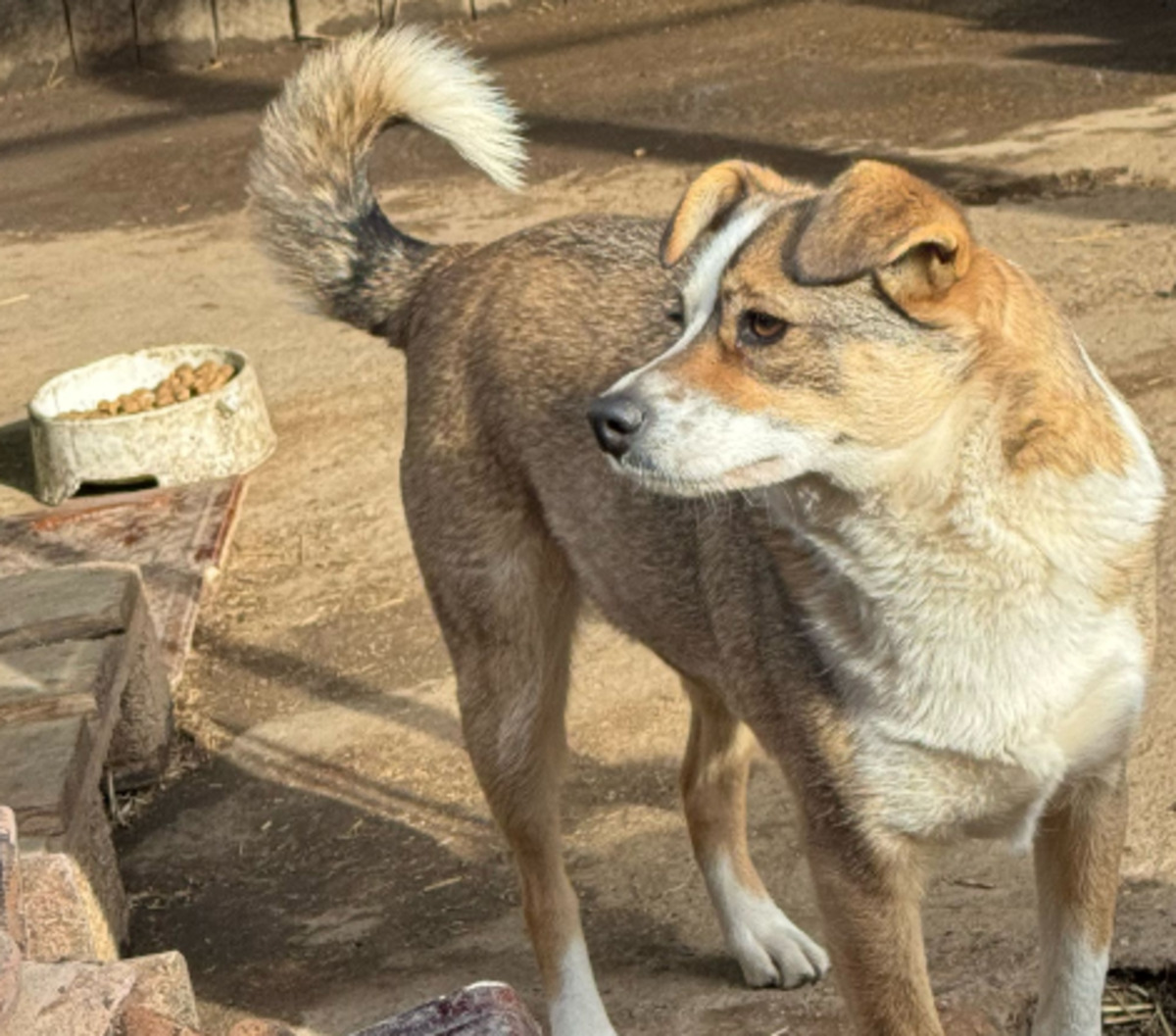Adoption Sidi