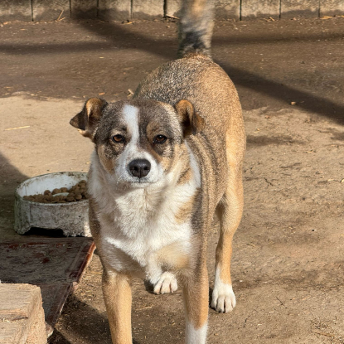 Adoption Sidi