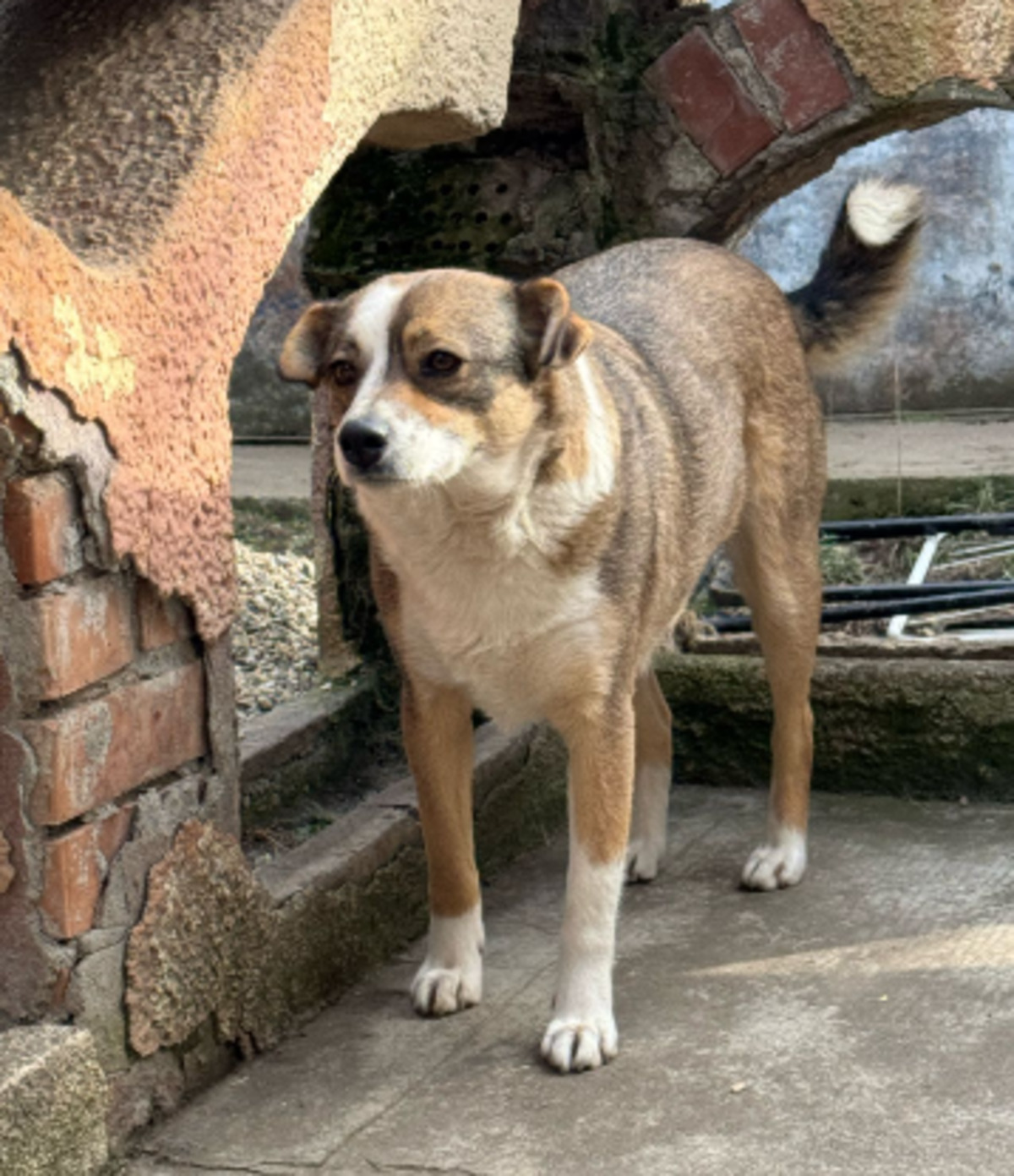Adoption Sidi