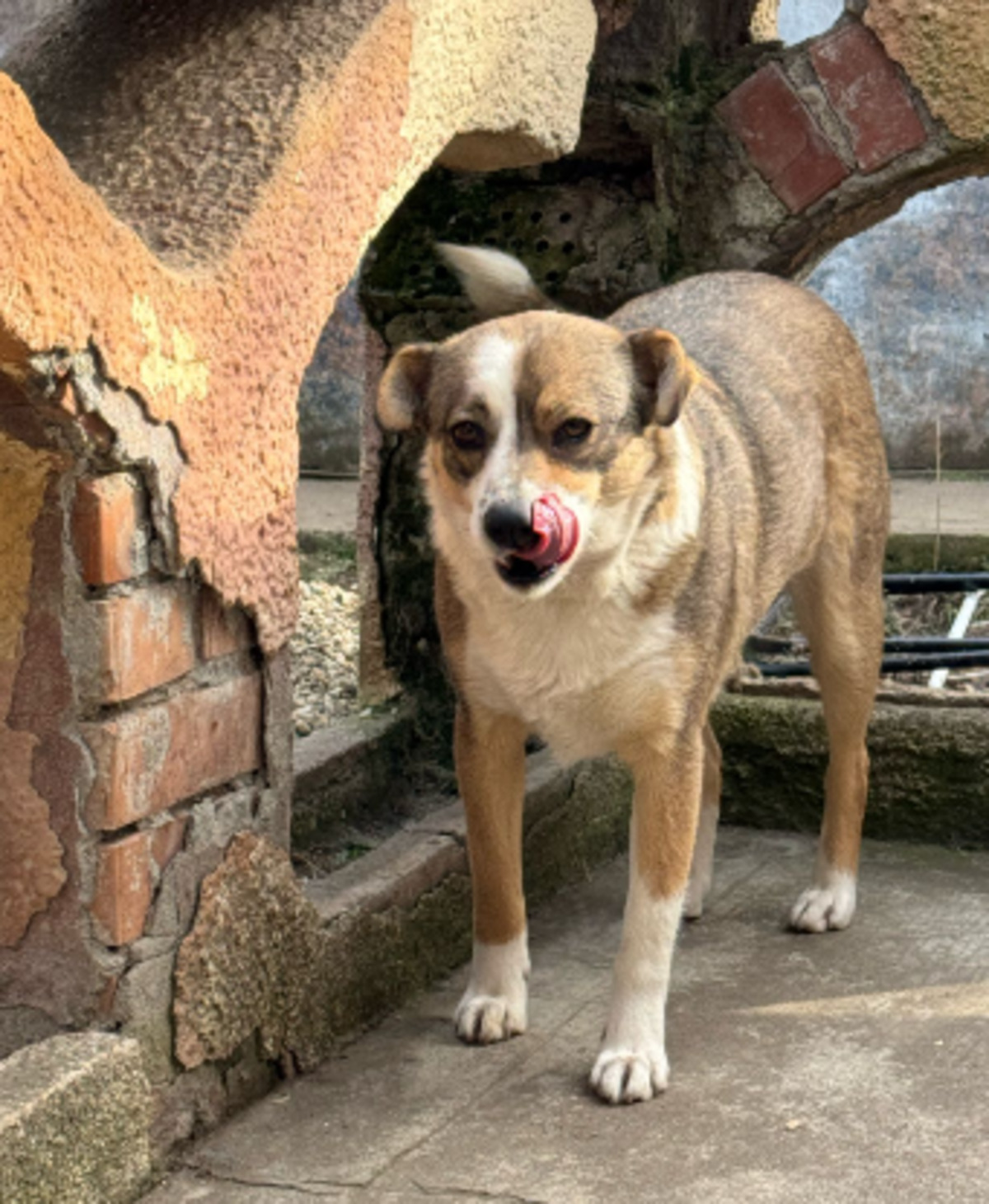 Adoption Sidi