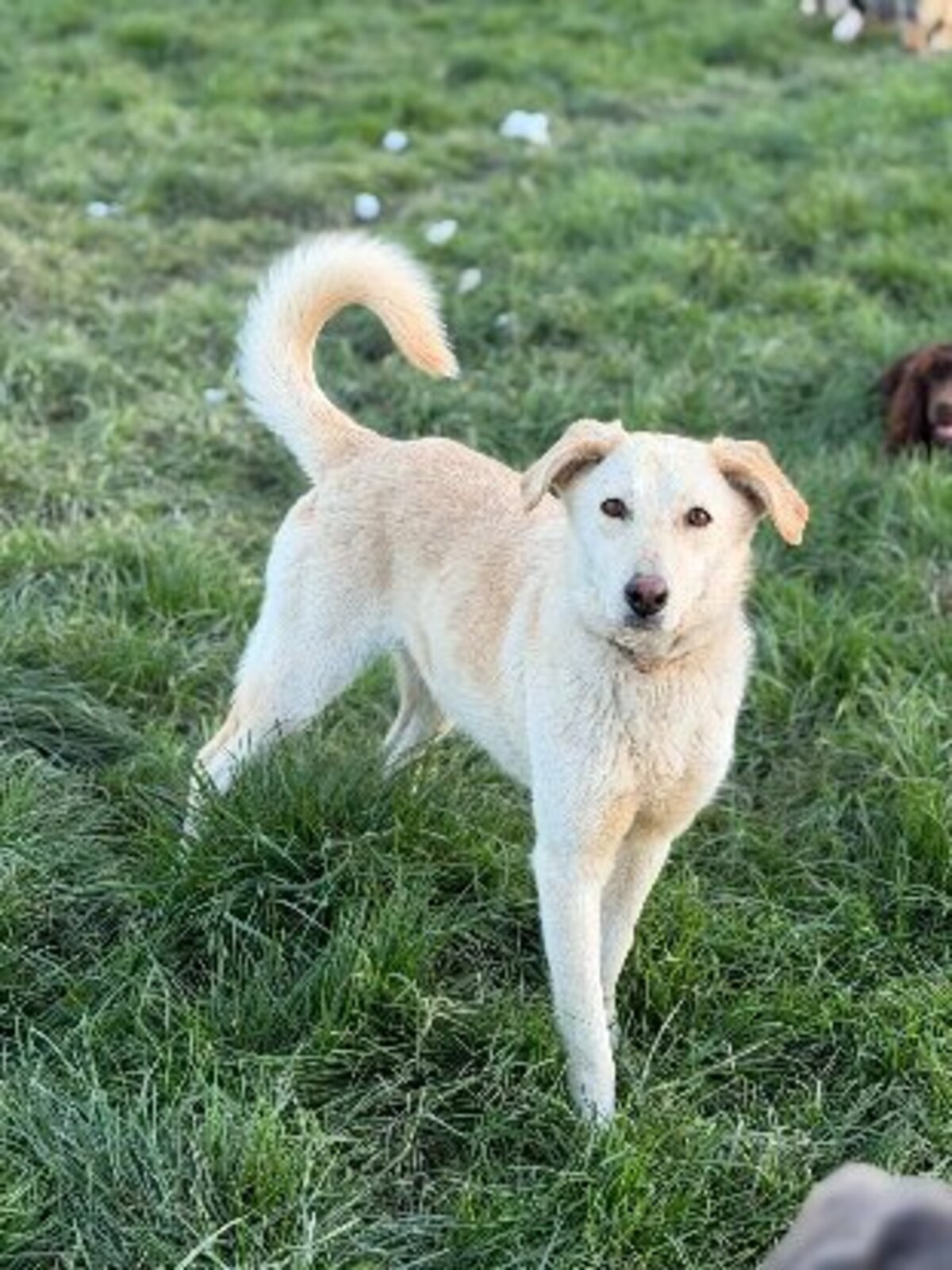 Adoption Sidney
