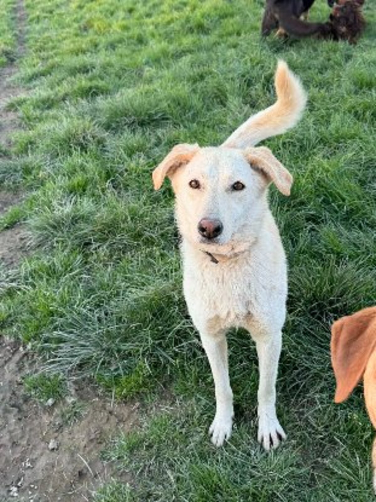 Adoption Sidney