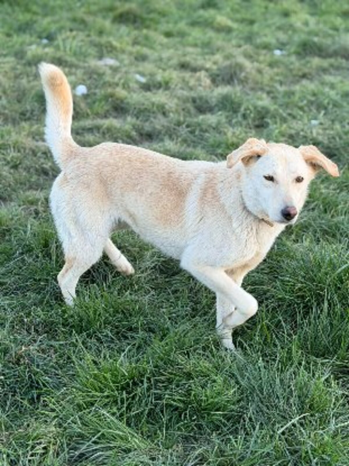 Adoption Sidney