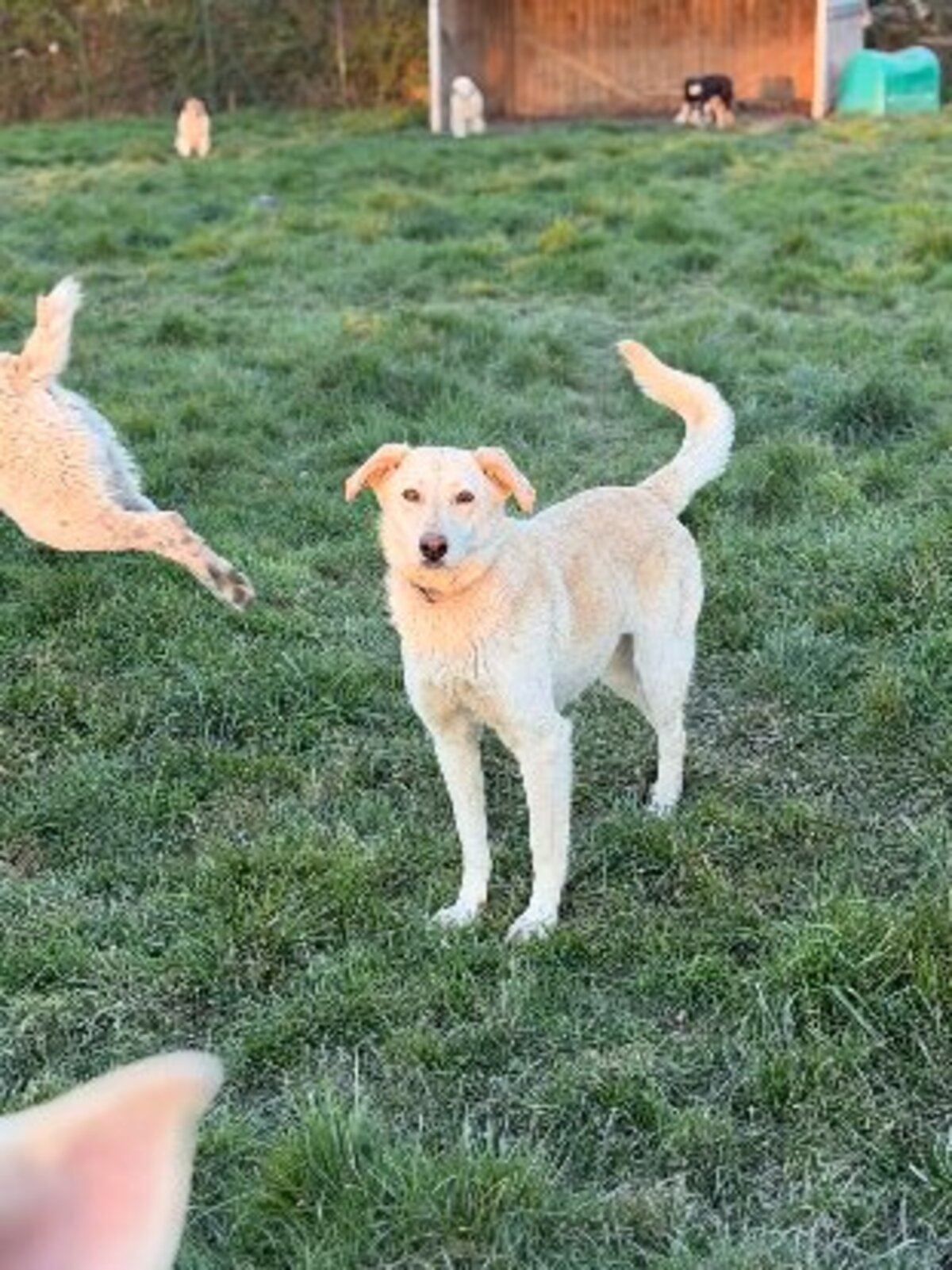 Adoption Sidney