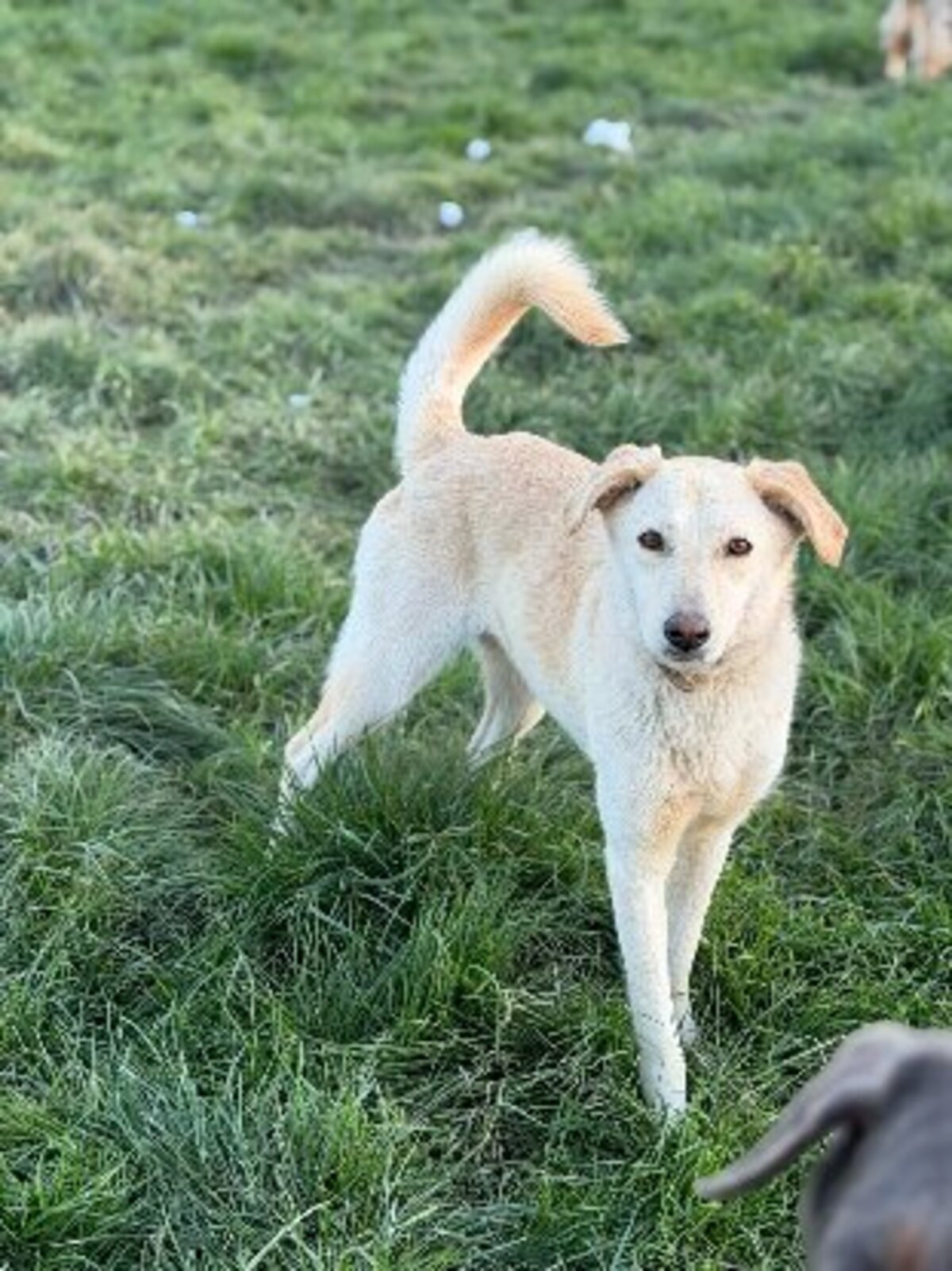 Adoption Sidney