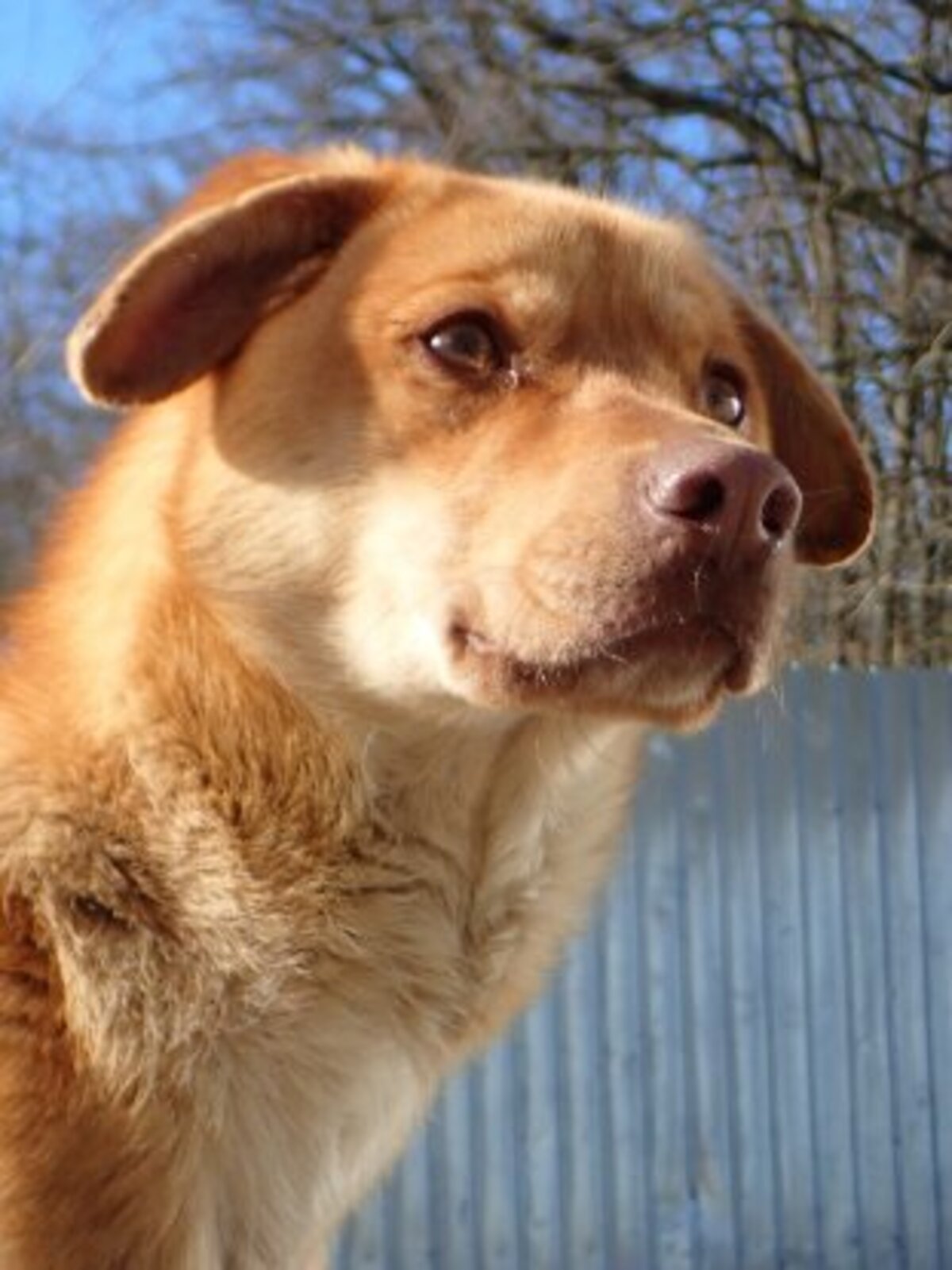 Adoption Silco