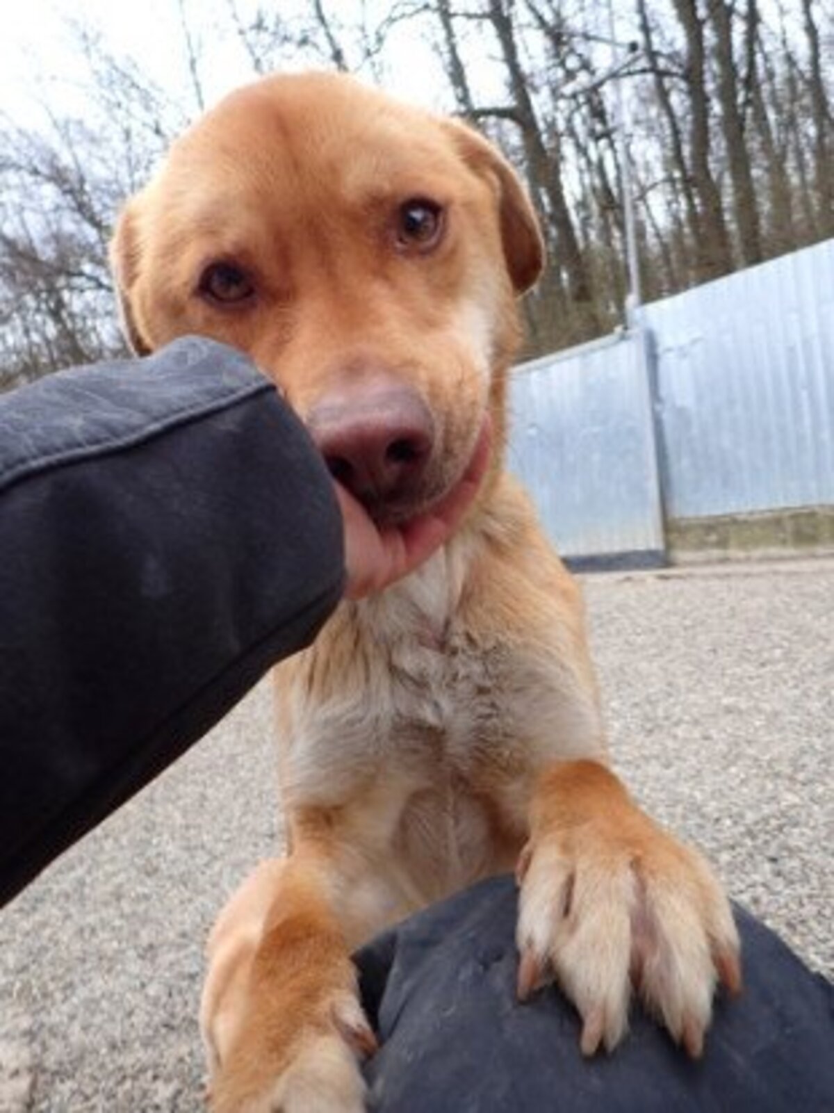 Adoption Silco