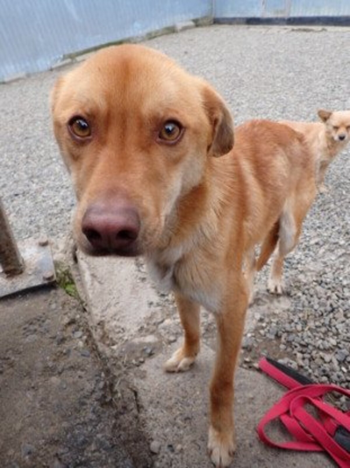 Adoption Silco