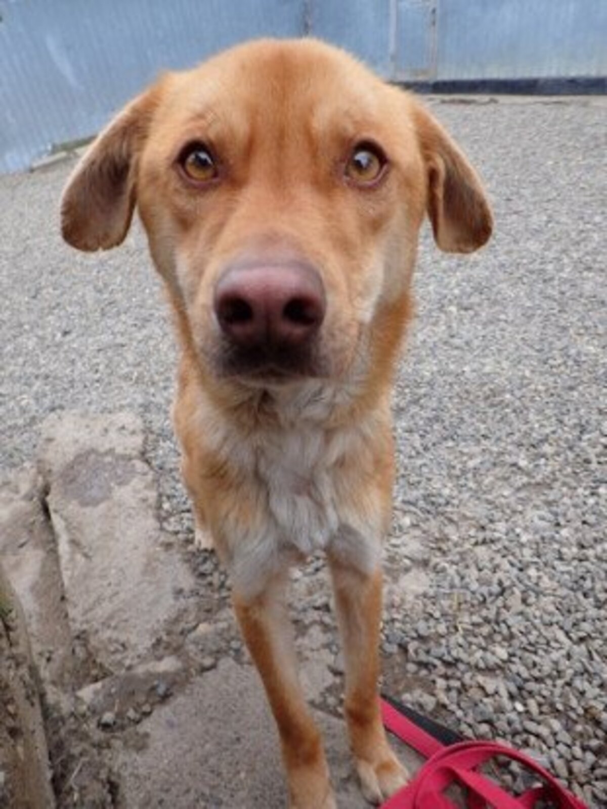 Adoption Silco