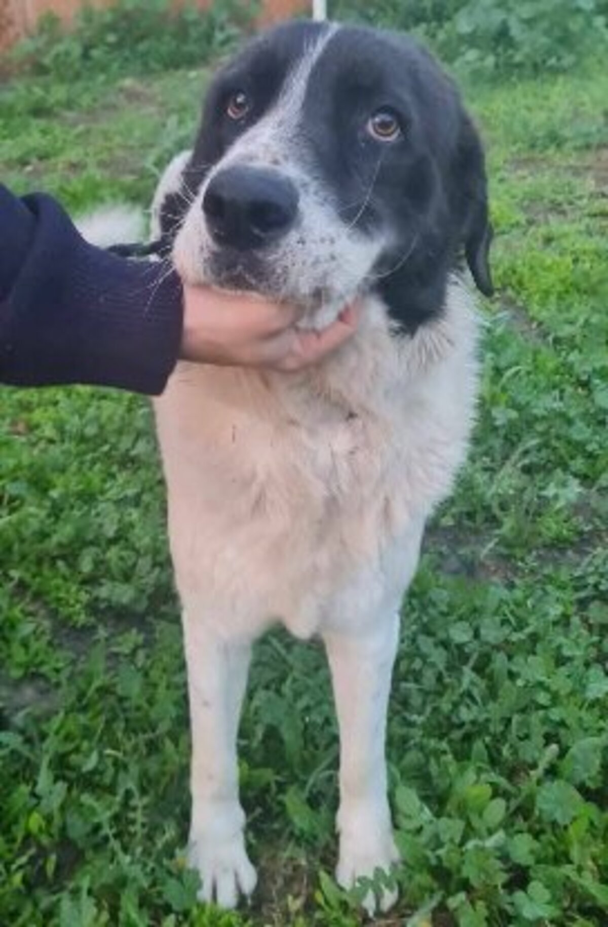 Adoption Silver