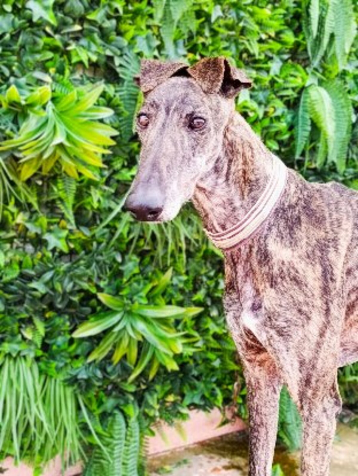Adoption Simon