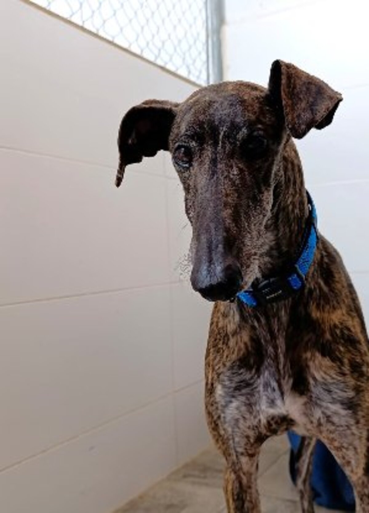Adoption Simon