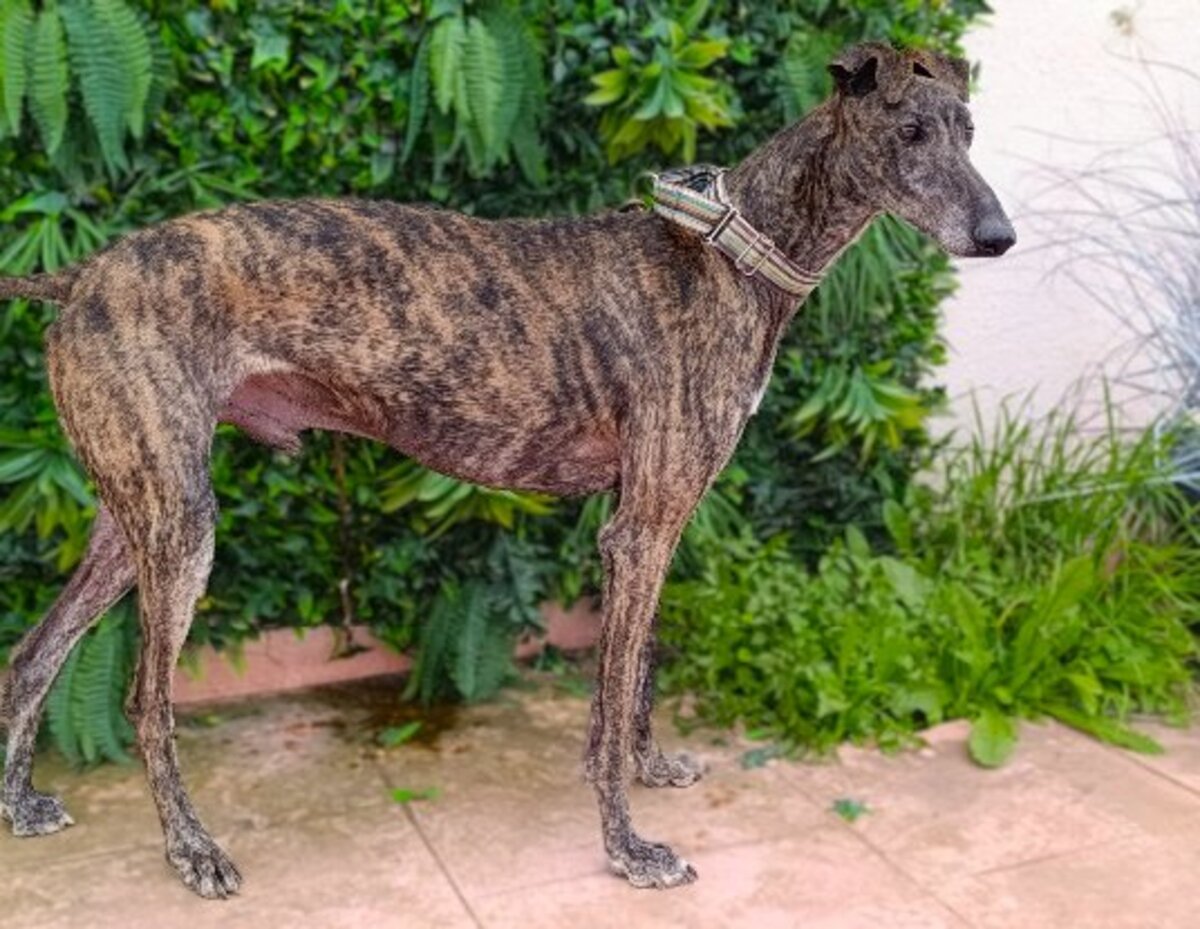 Adoption Simon