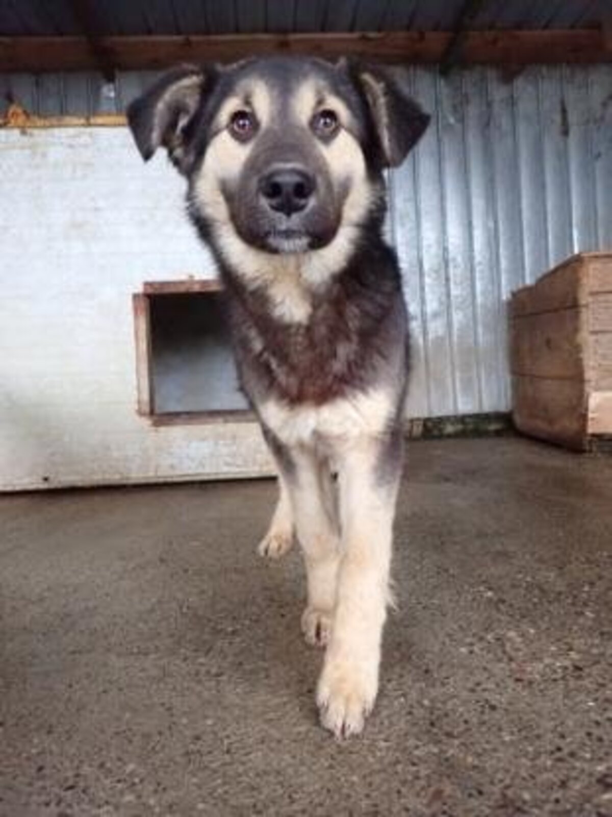 Adoption Sinclair