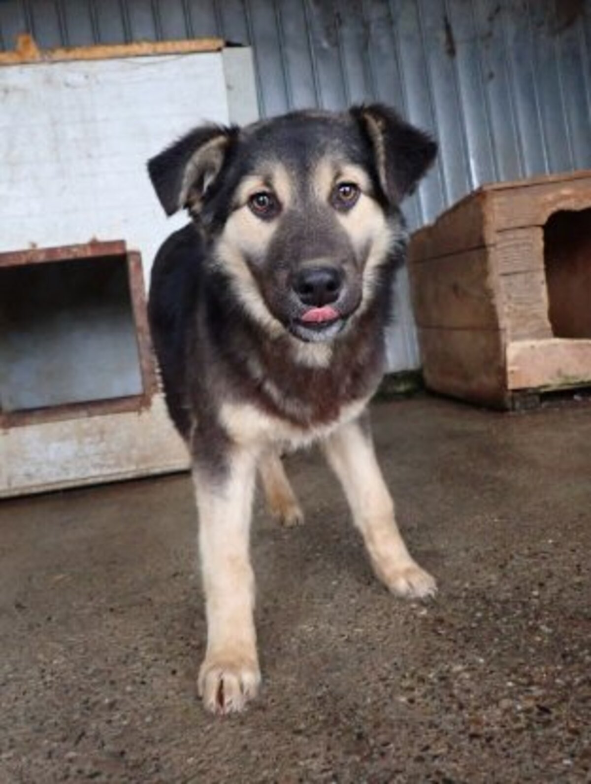 Adoption Sinclair