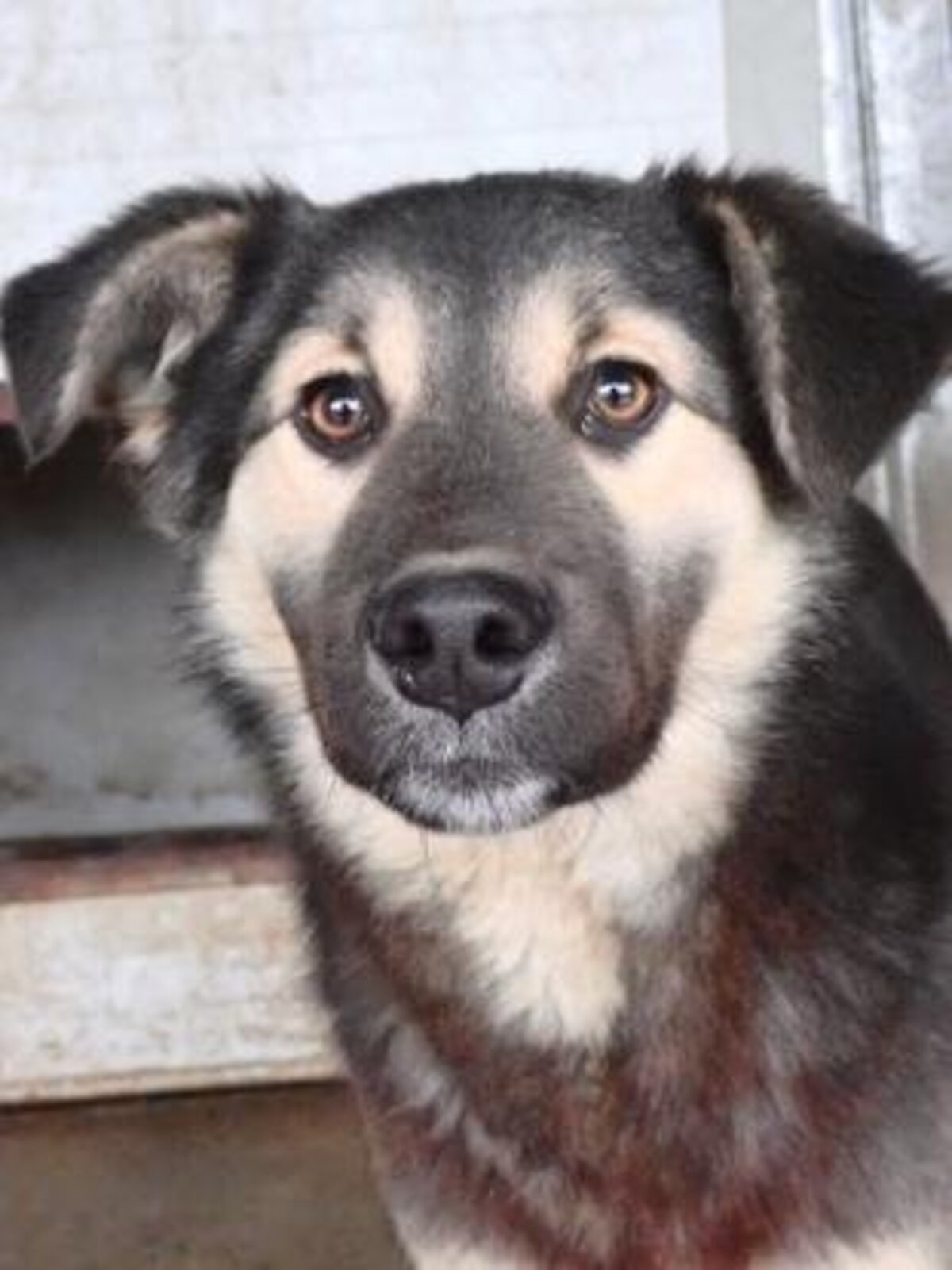 Adoption Sinclair