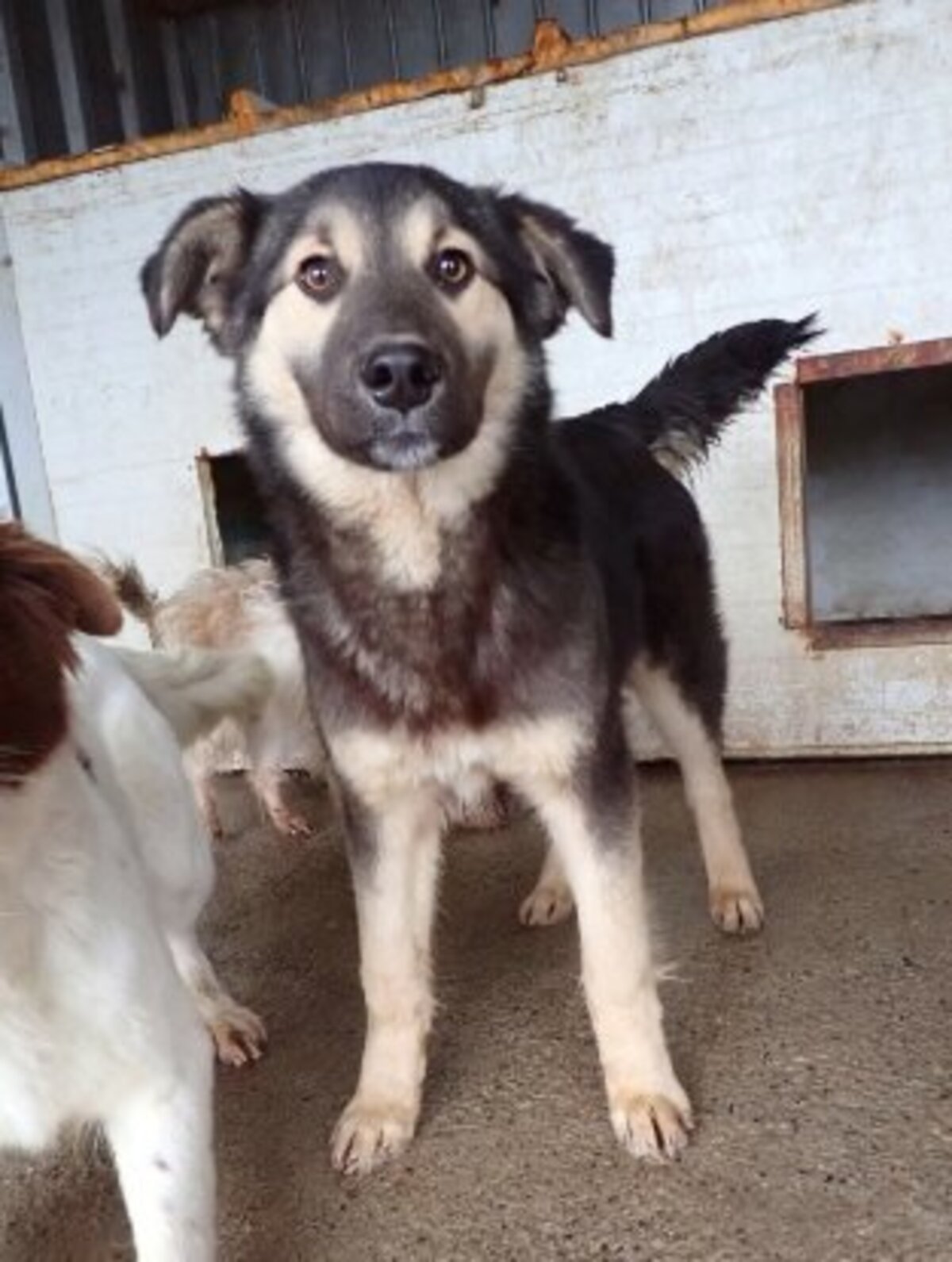 Adoption Sinclair