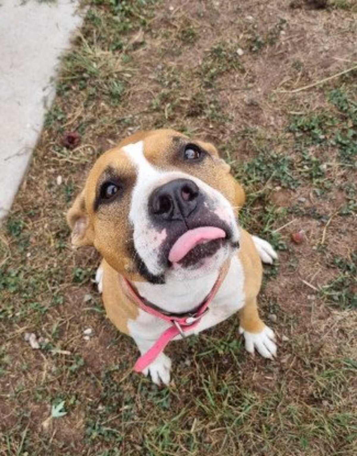 Adoption Single