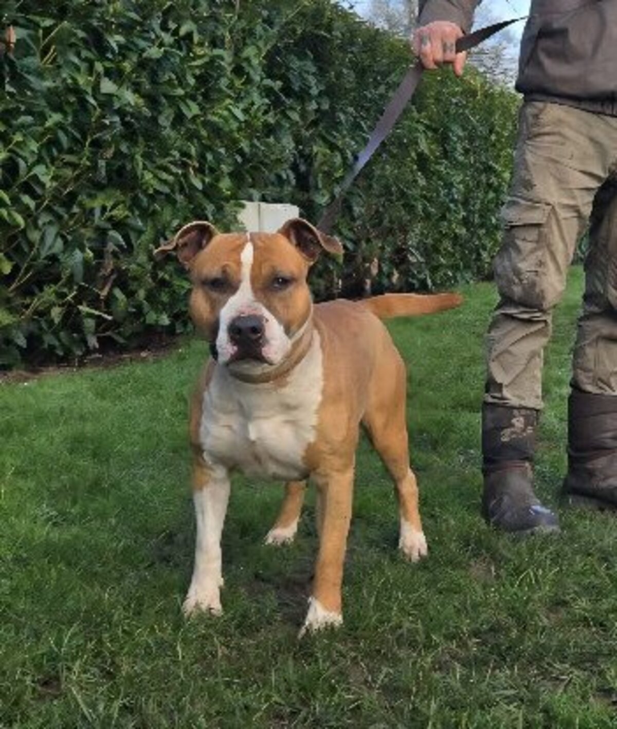 Adoption Single