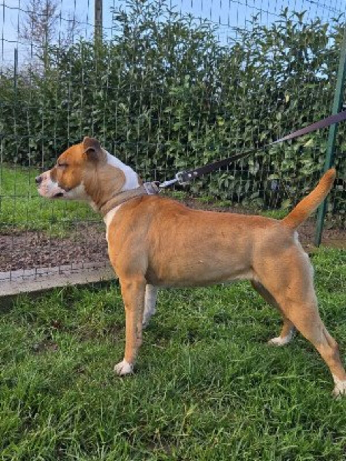 Adoption Single