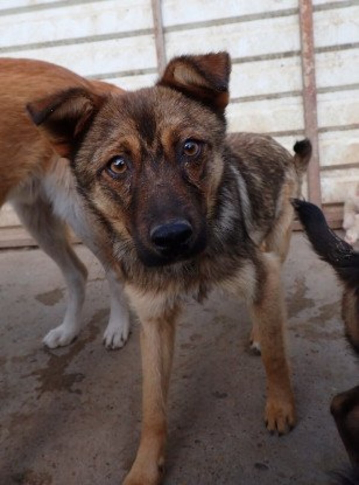 Adoption Sirène