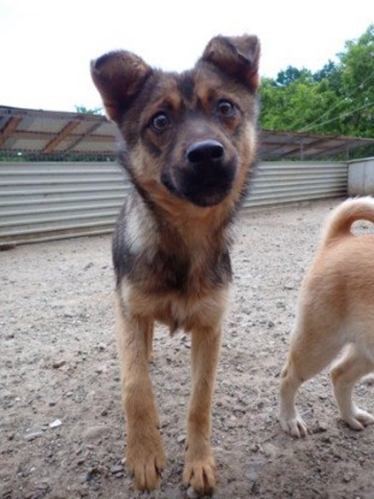 Adoption Sirène