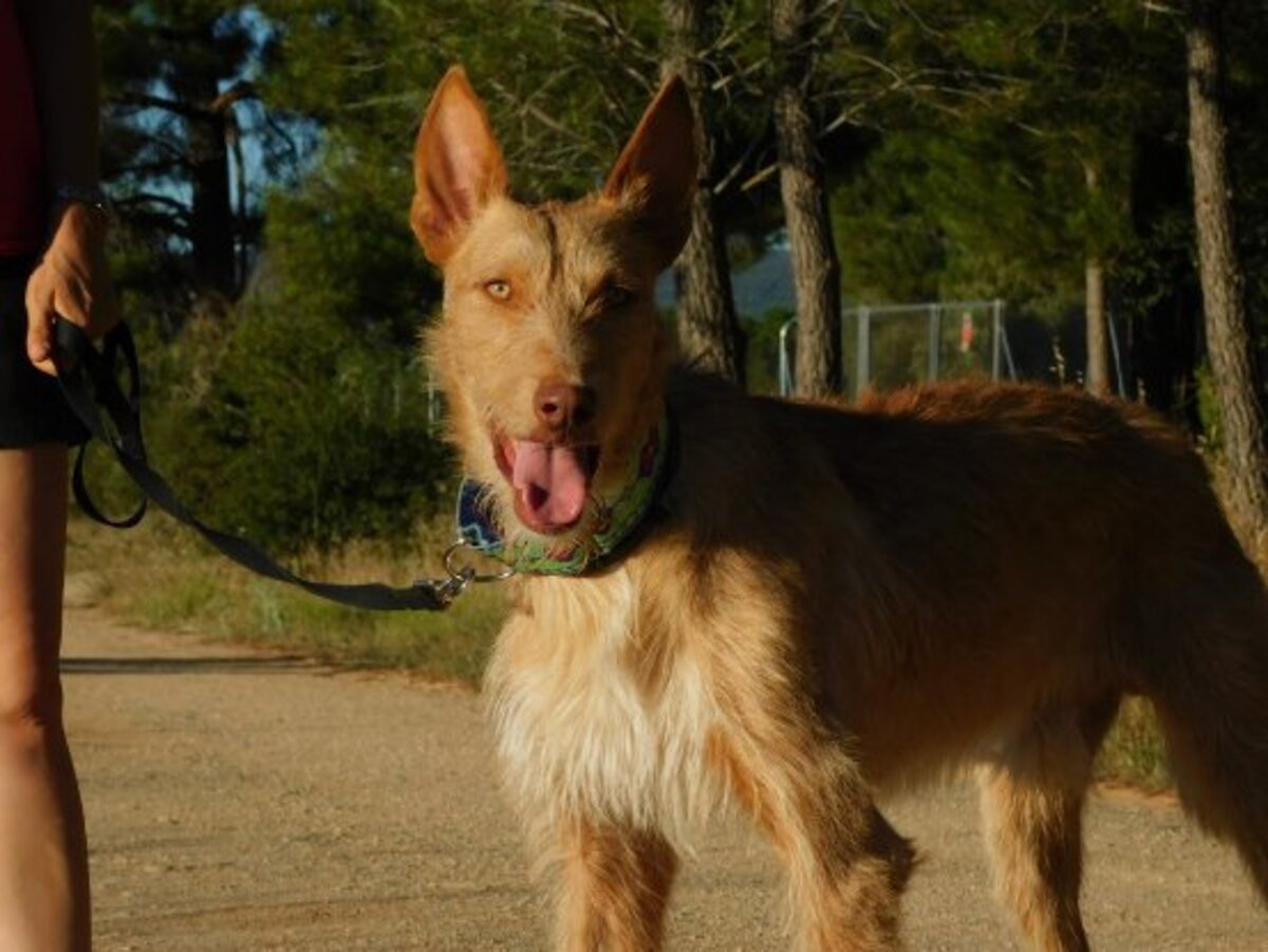 Adoption Sirio