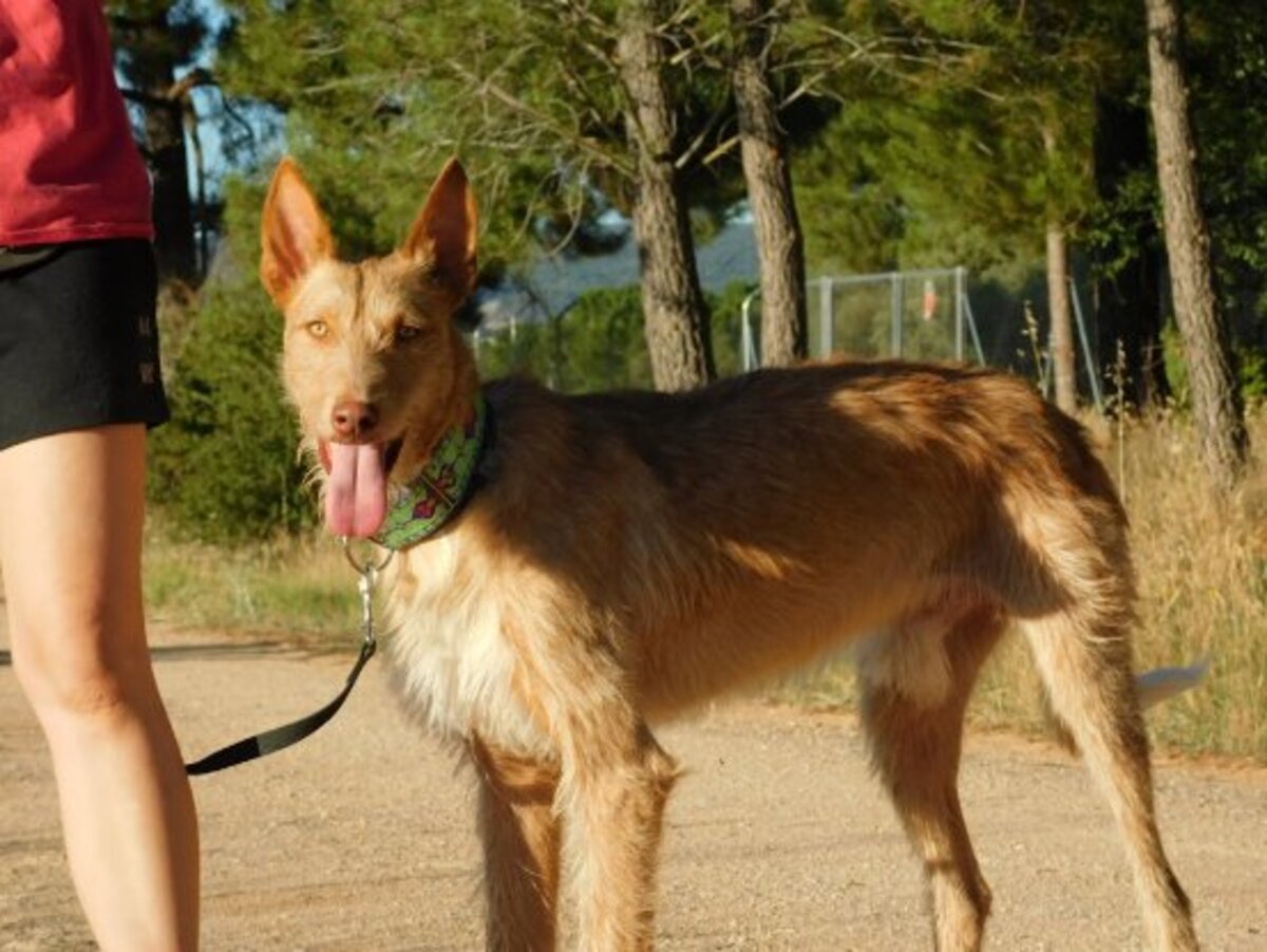 Adoption Sirio