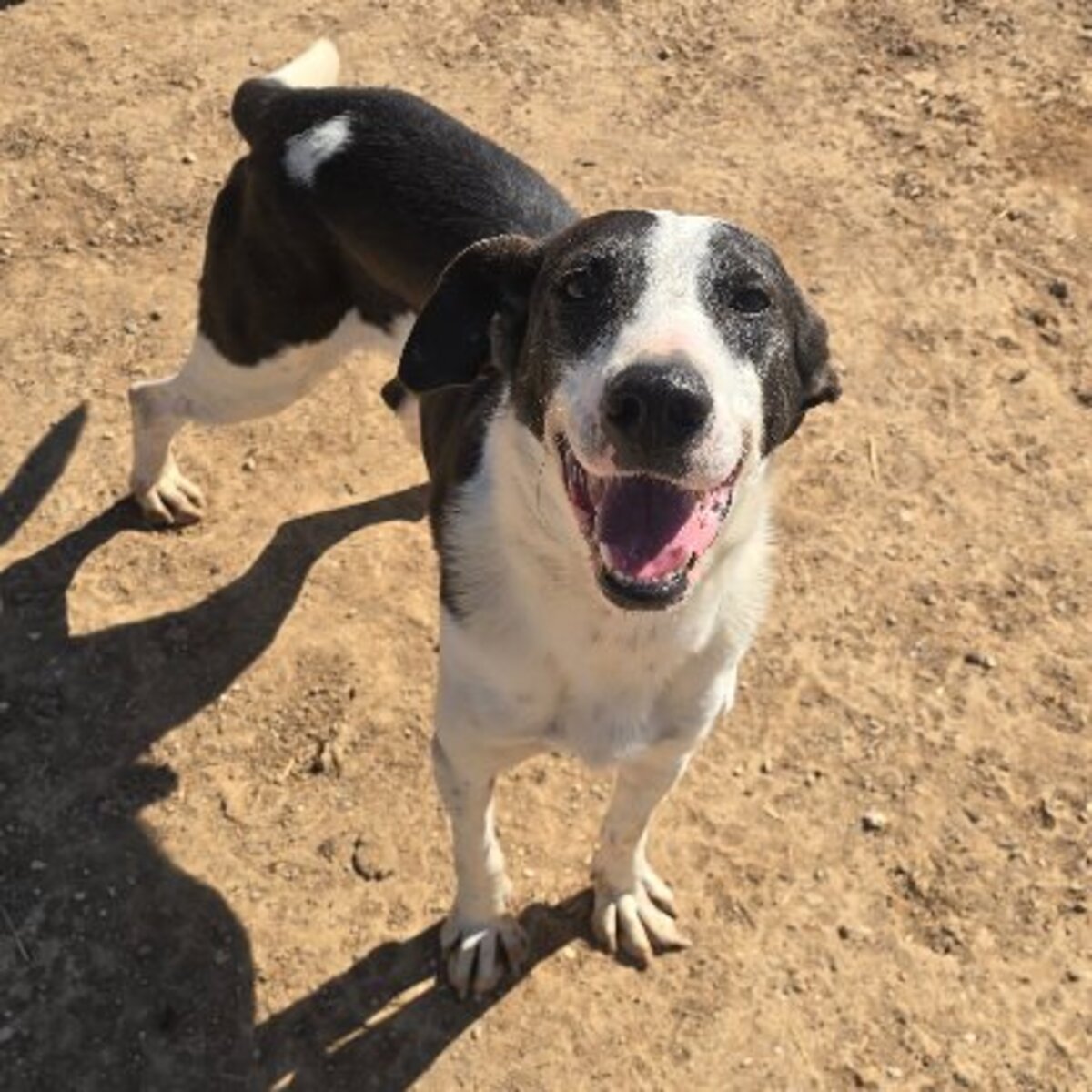 Adoption Sirio