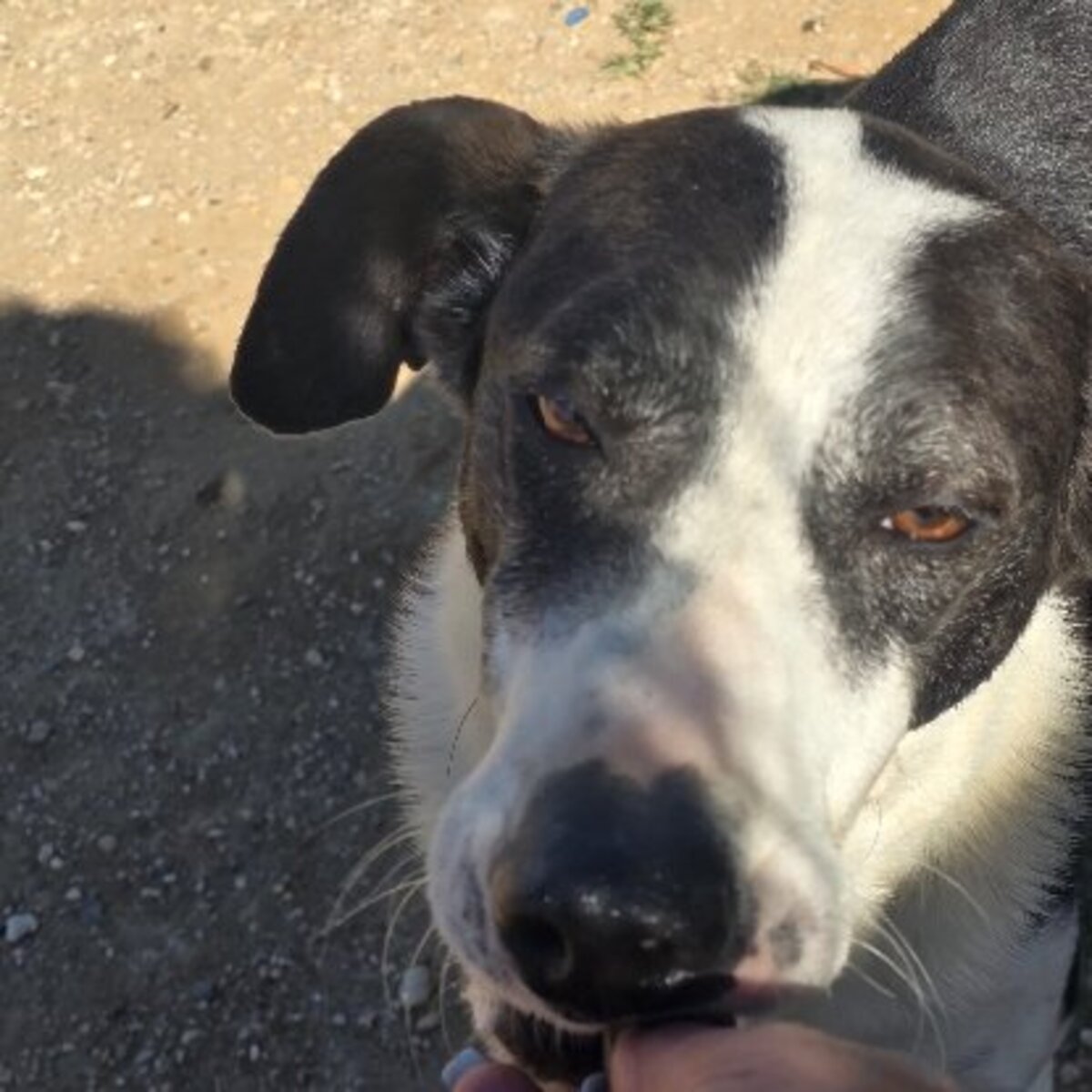 Adoption Sirio