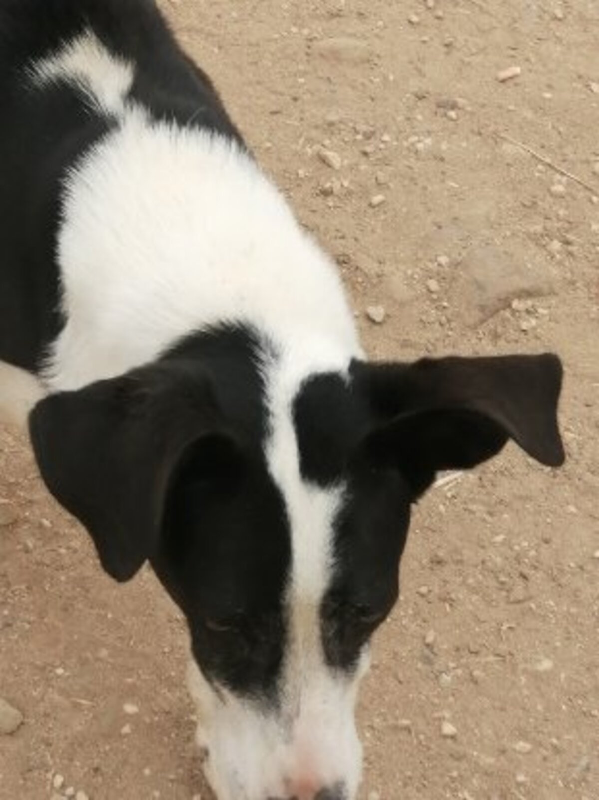 Adoption Sirio