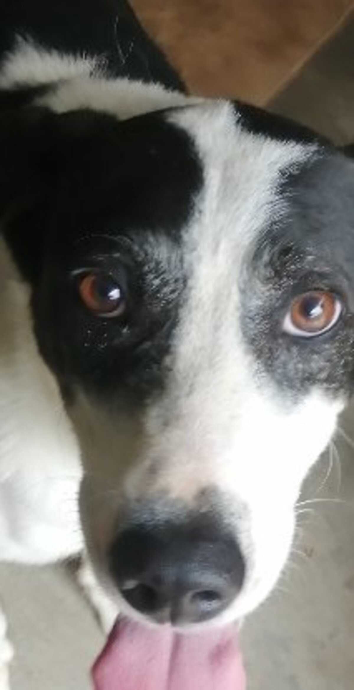 Adoption Sirio