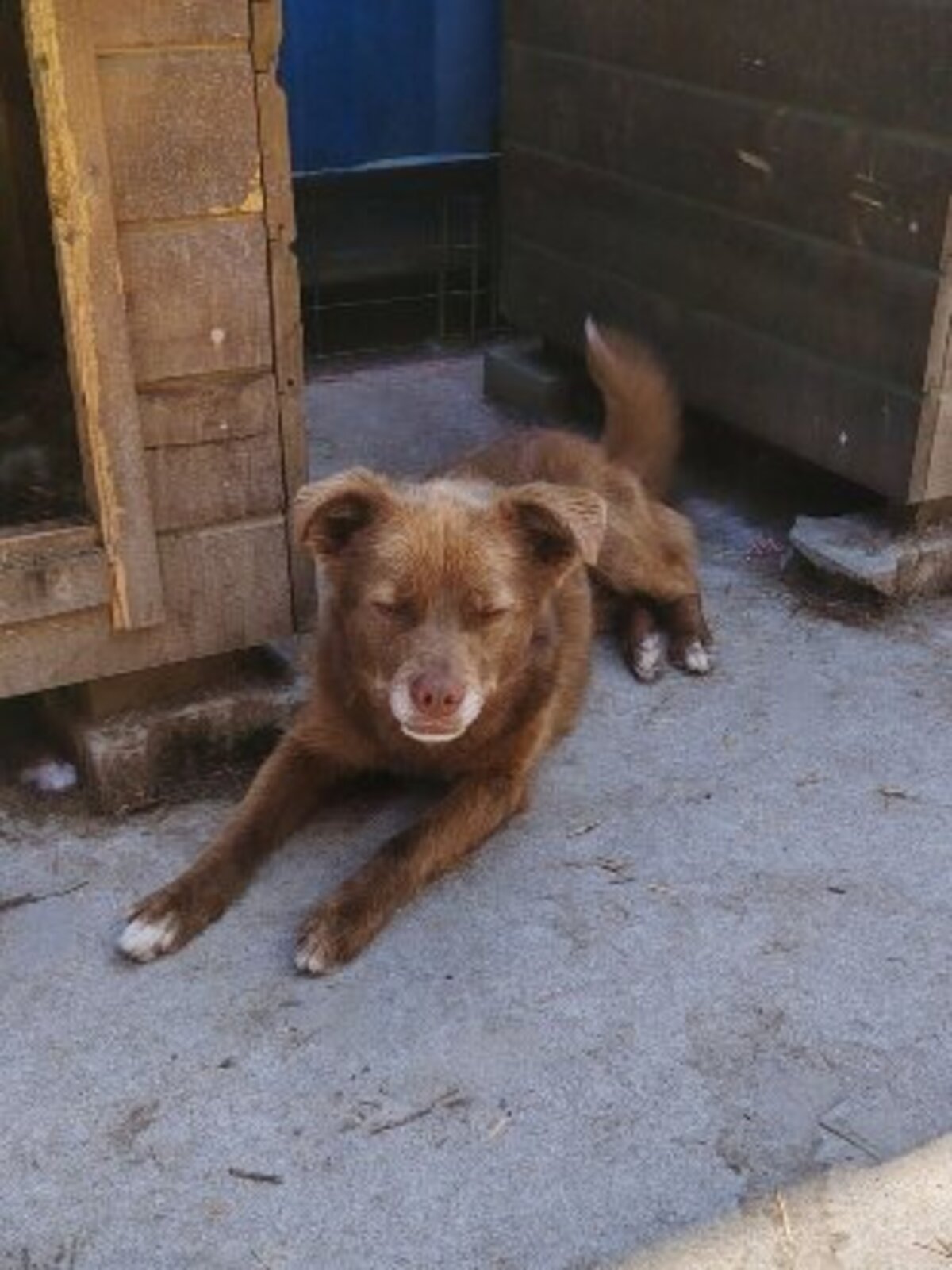 Adoption Sirius
