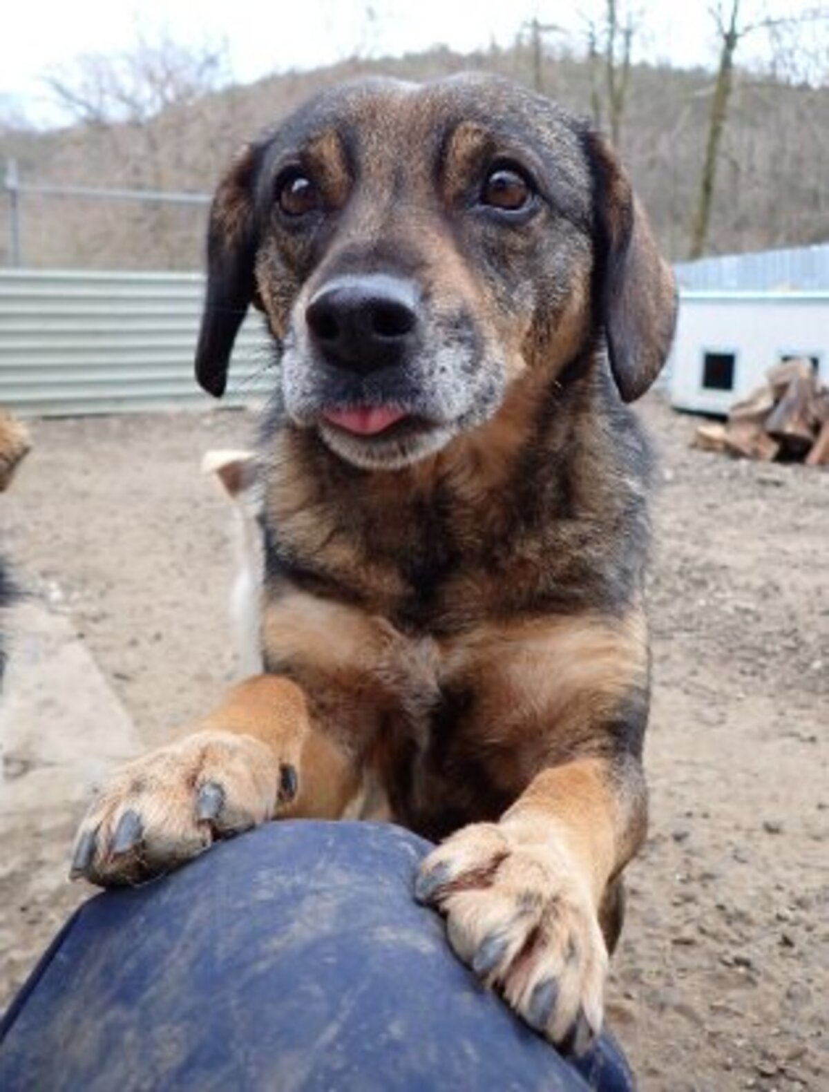 Adoption Siska