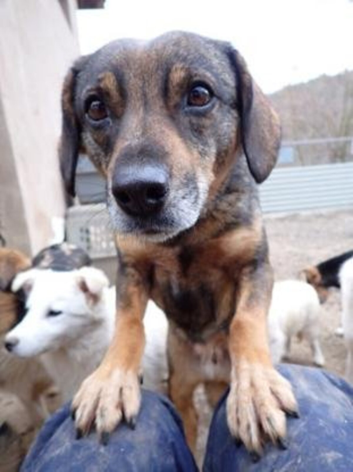 Adoption Siska