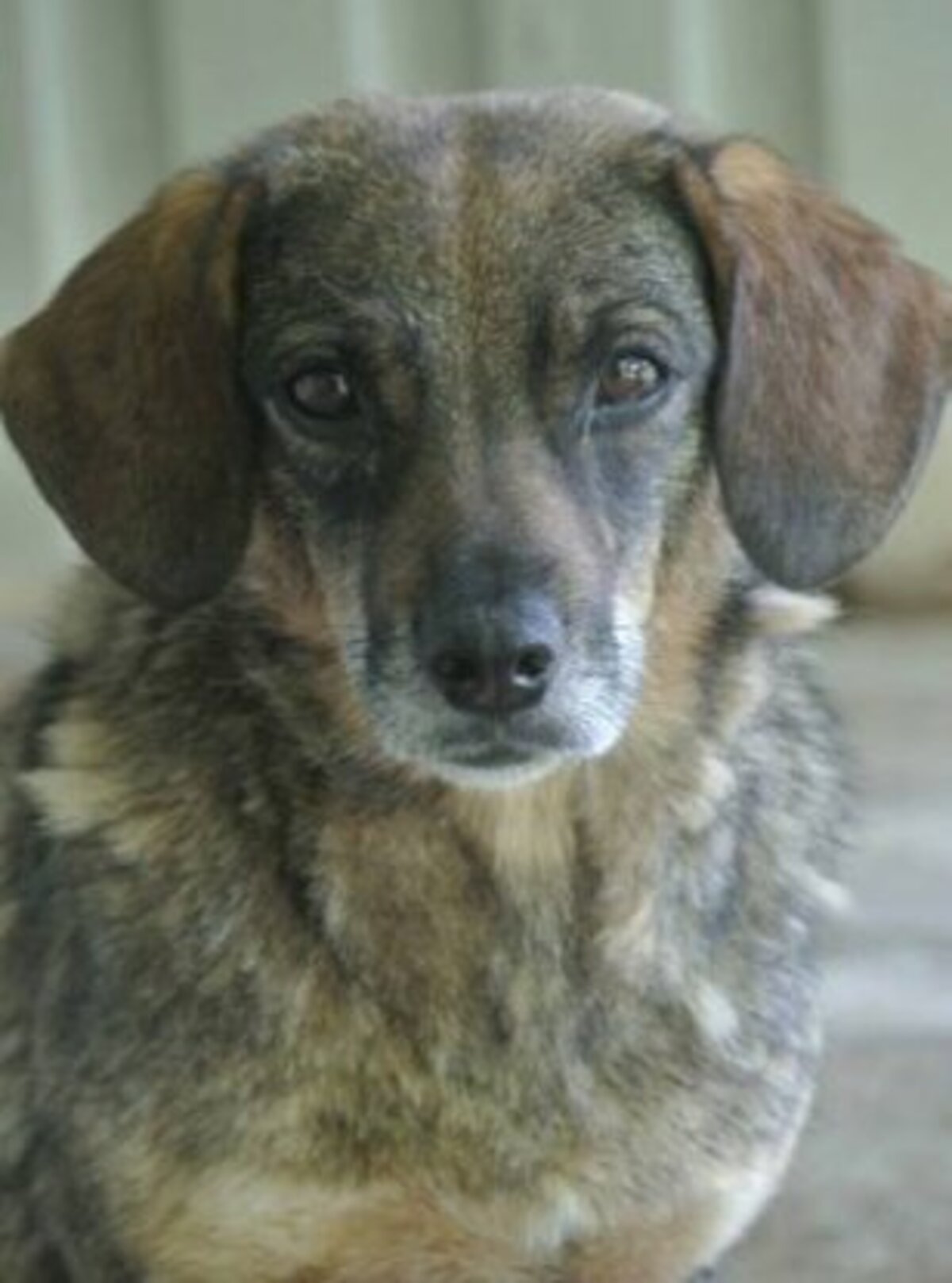 Adoption Siska