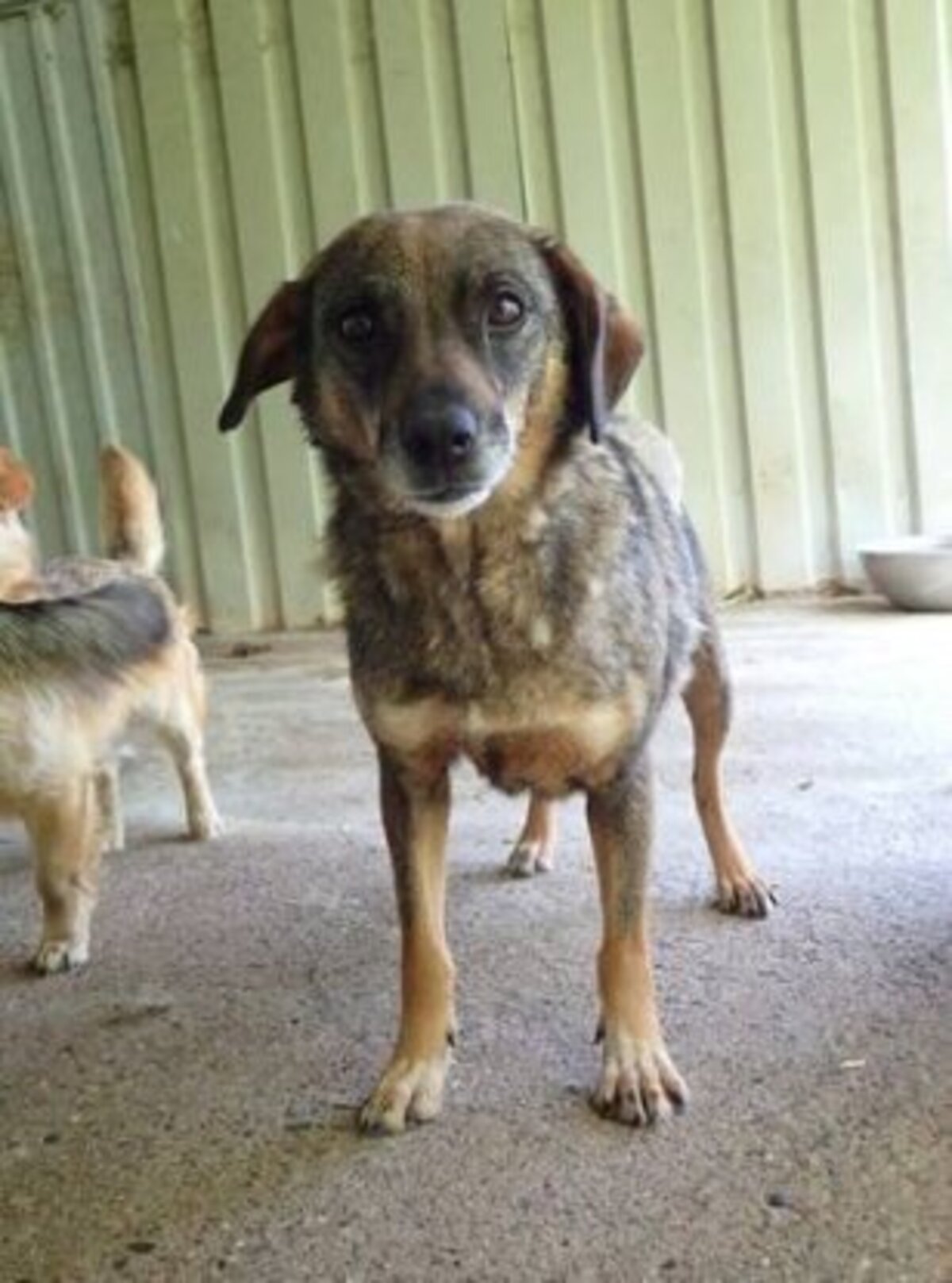 Adoption Siska
