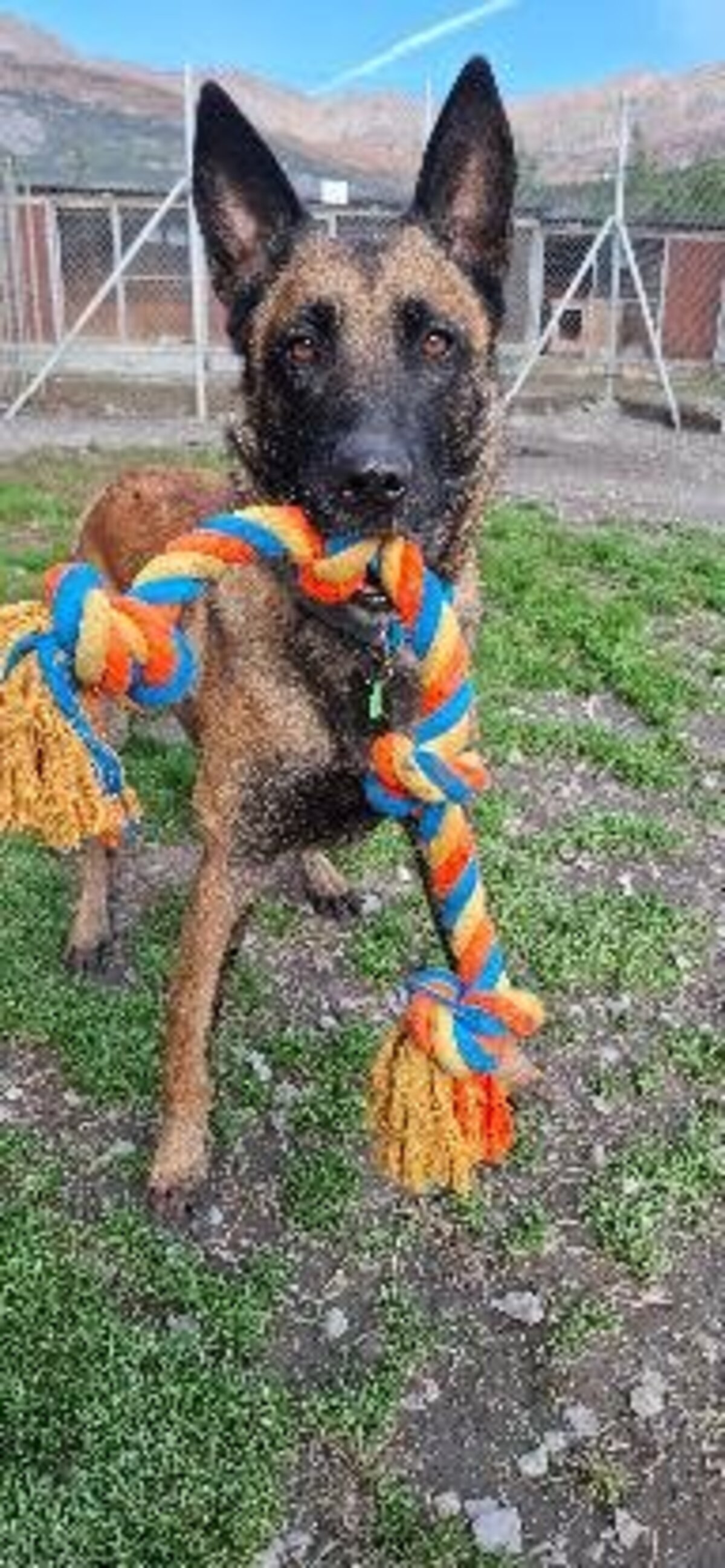 Adoption Sisko