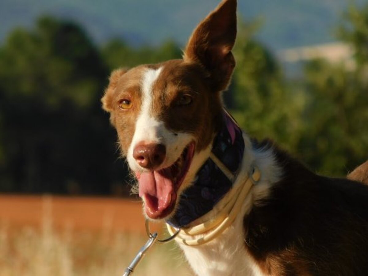 Adoption Siver