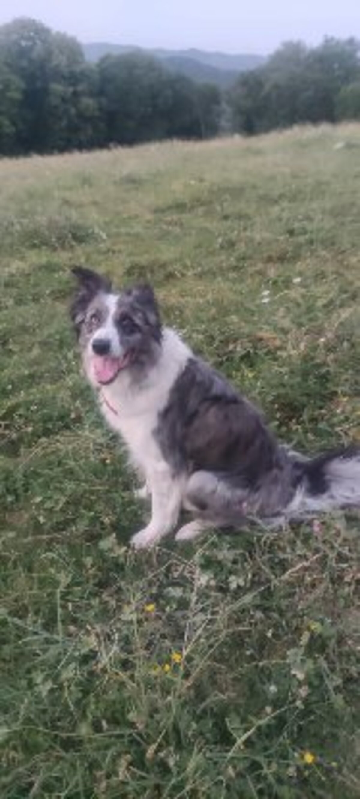 Adoption Skal